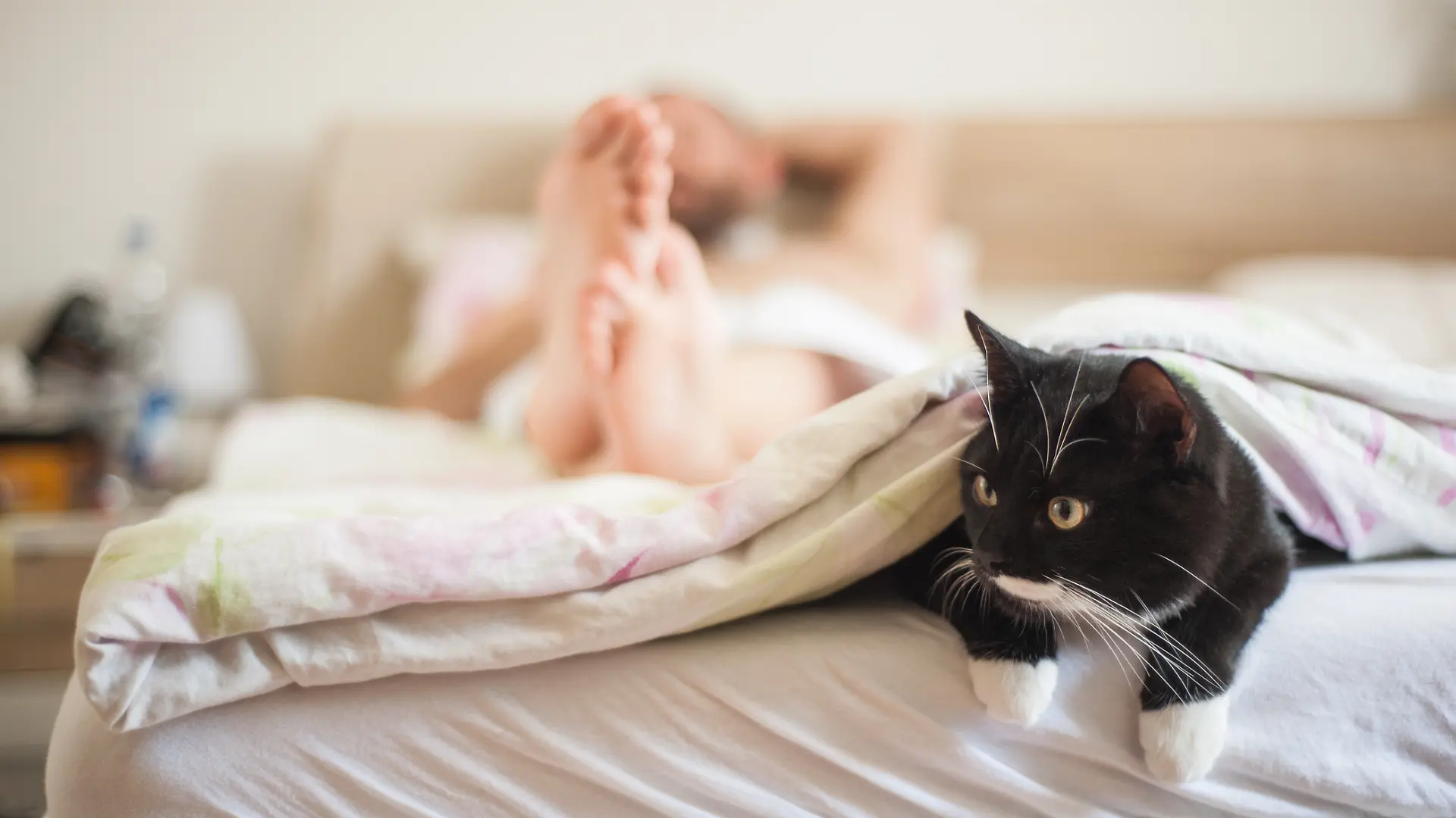 cat sleeping under the covers with the owner