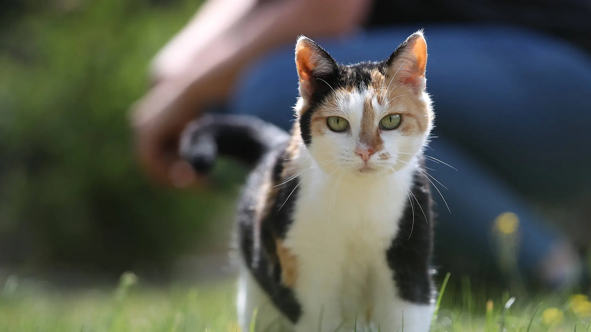 Eine Hauskatze streunert durch den Garten