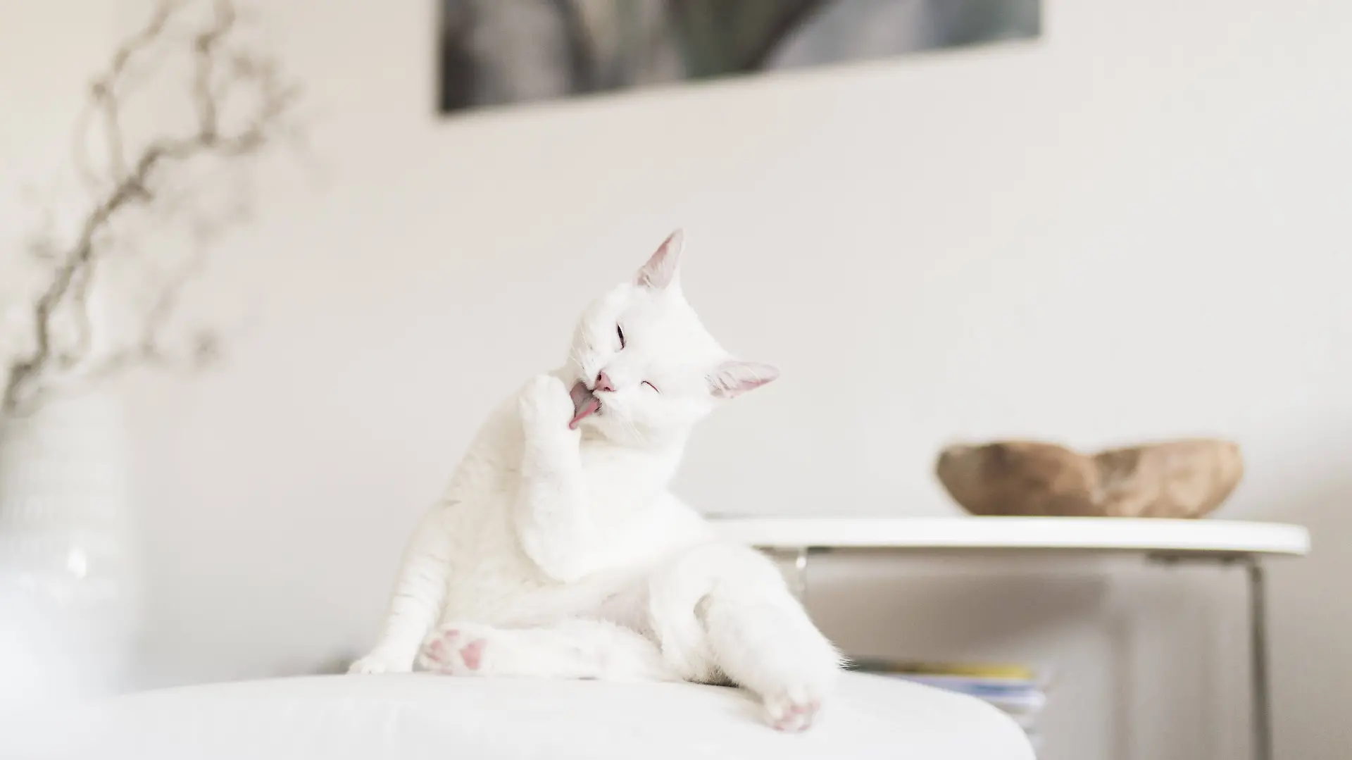 Weiße Katzen gelten als scheu und desinteressiert - doch damit verkennt man ihren wahren Charakter.