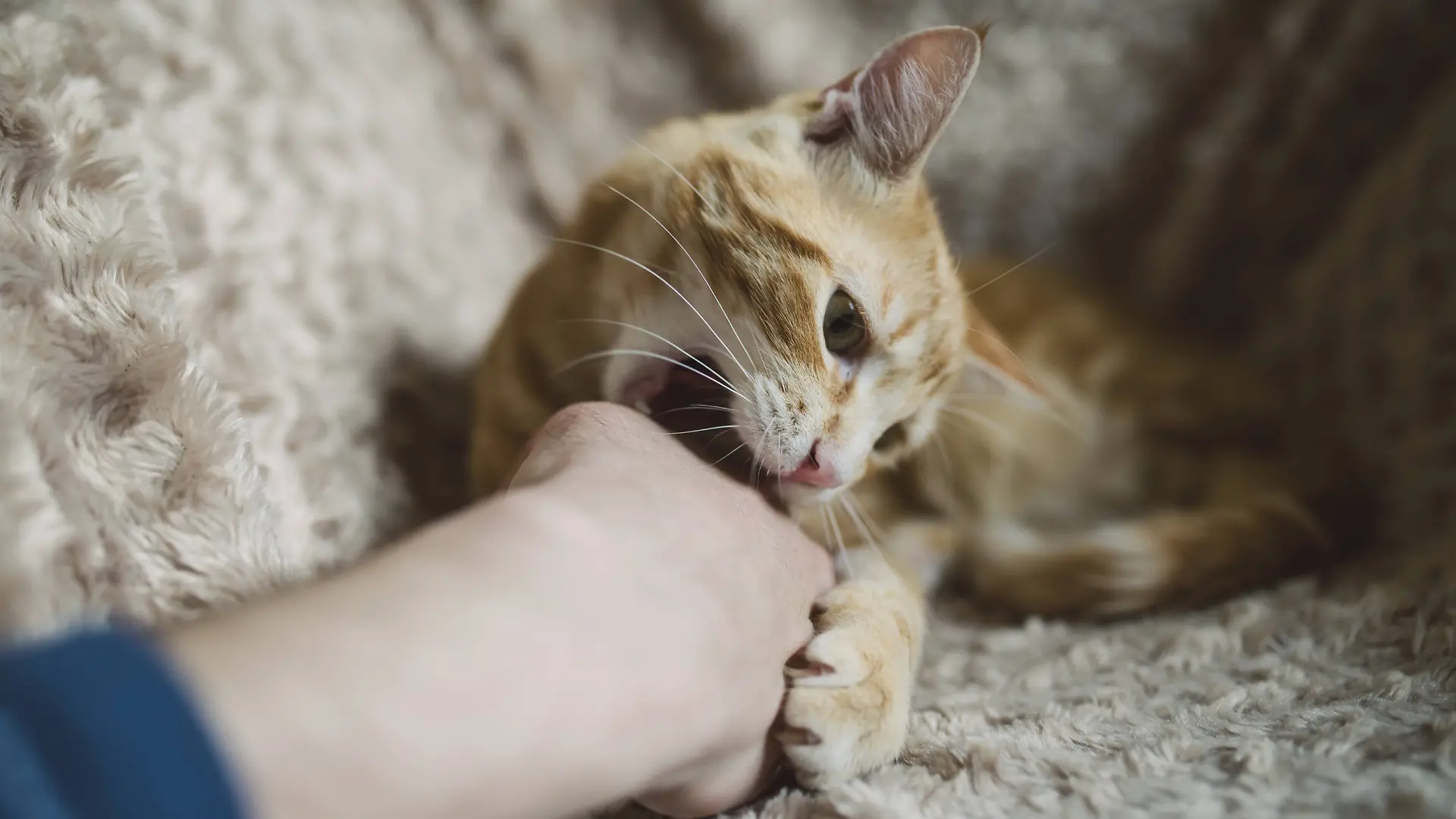 Katze spielt mit Halter und beißt in seine Hand