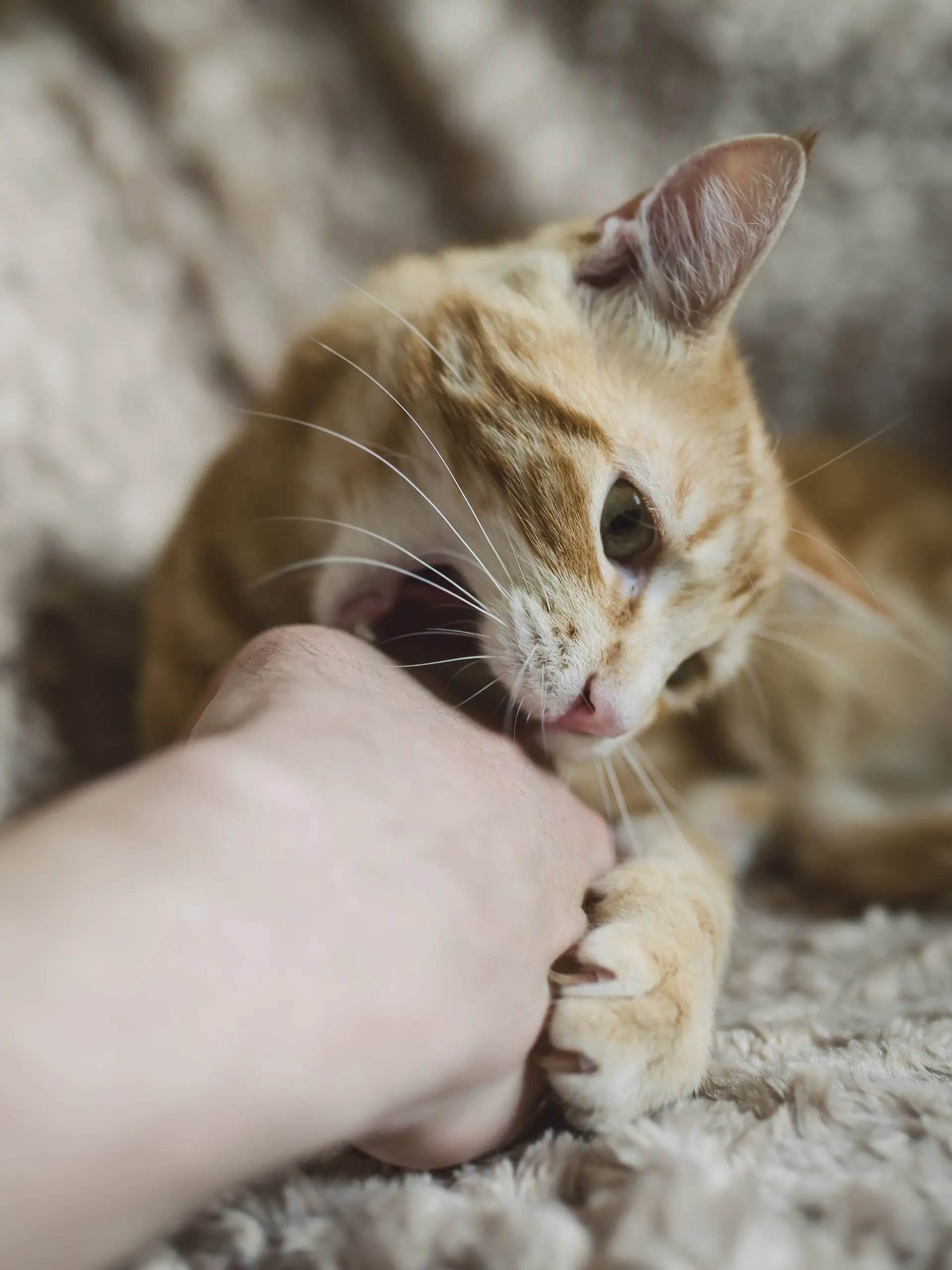 Katze spielt mit Halter und beißt in seine Hand