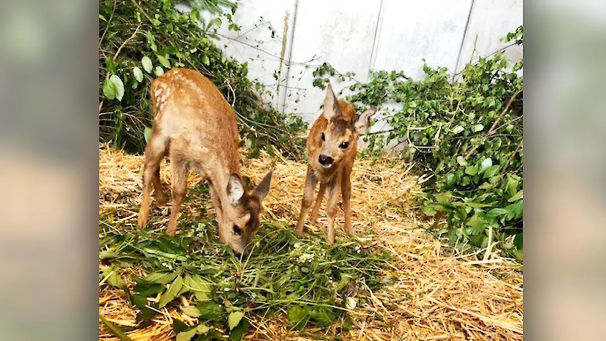 Die Rehkitze Fridolin (links) und Thommy lassen es sich in ihrer Box auf dem Birkenhof schmecken.