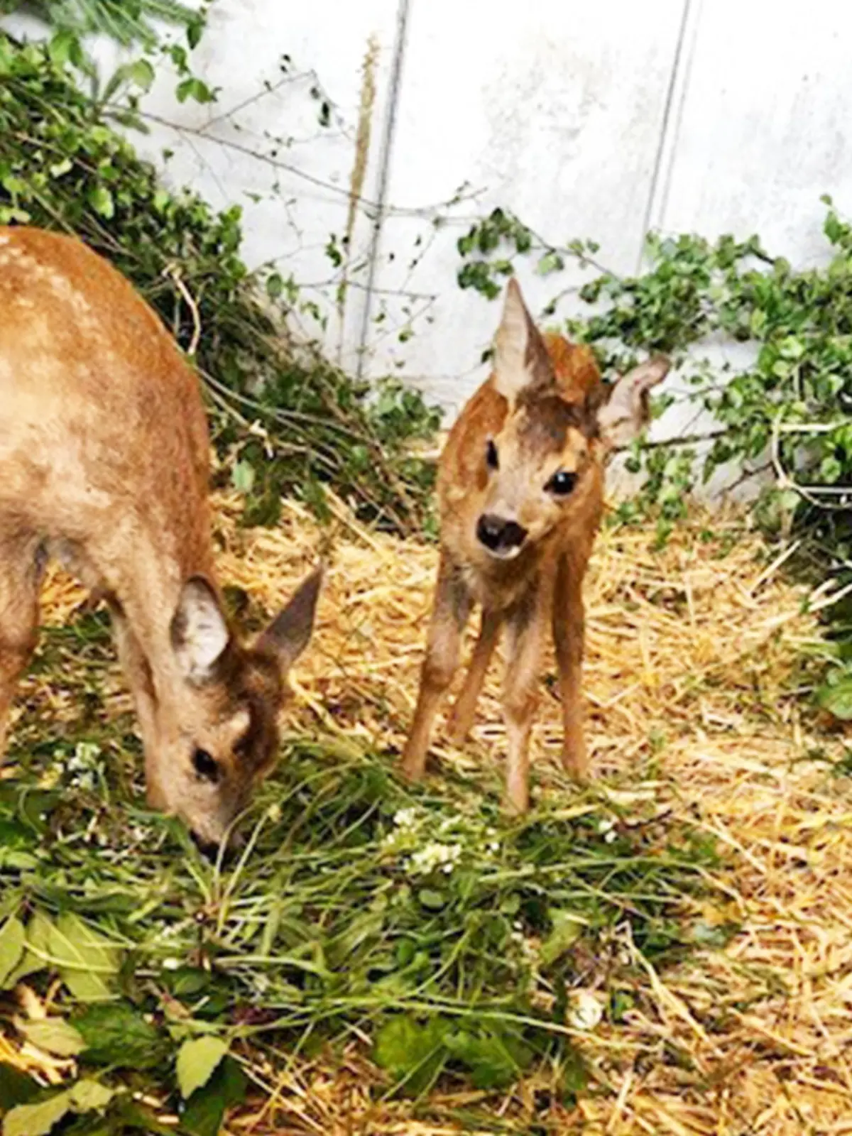Die Rehkitze Fridolin (links) und Thommy lassen es sich in ihrer Box auf dem Birkenhof schmecken.