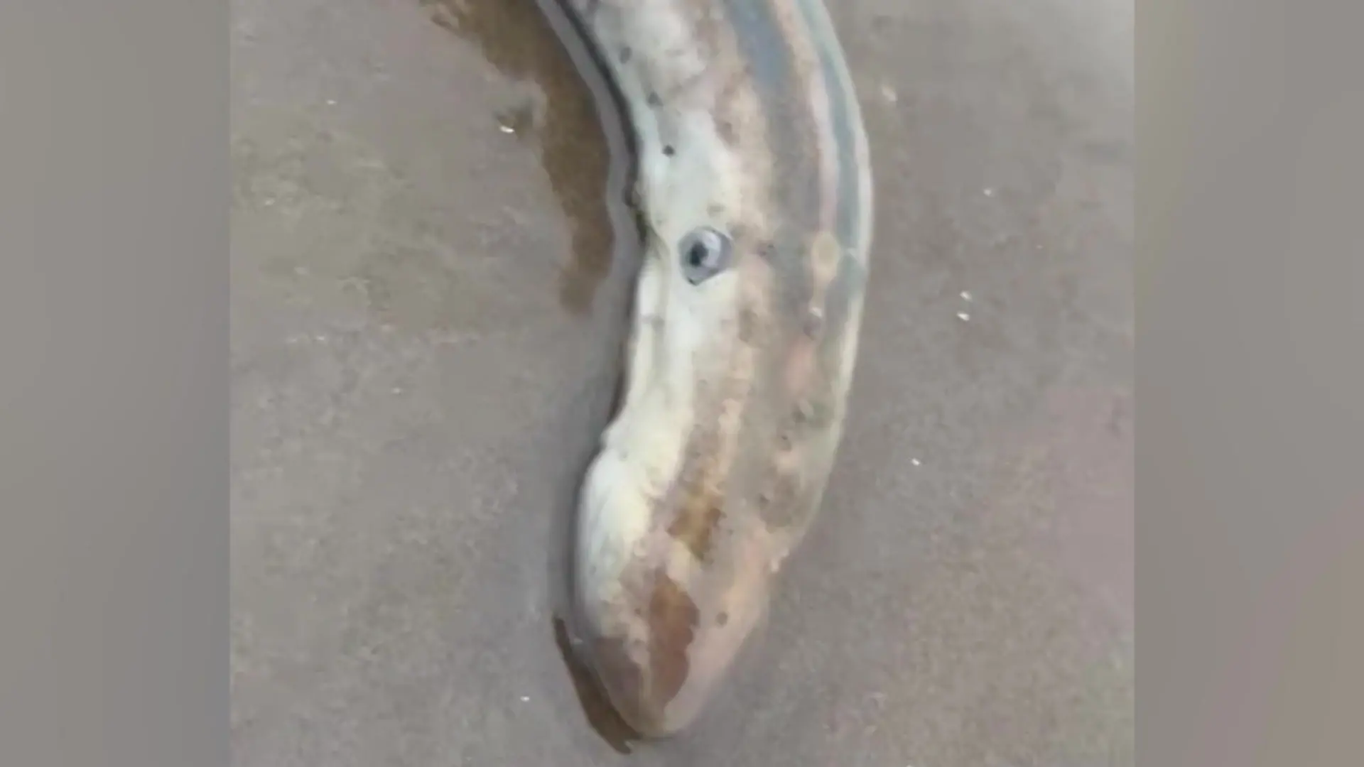 Prähistorischer Vampirfisch aufgetaucht – Junge macht Sensationsfund! Art lebte schon vor 360 Millionen Jahren