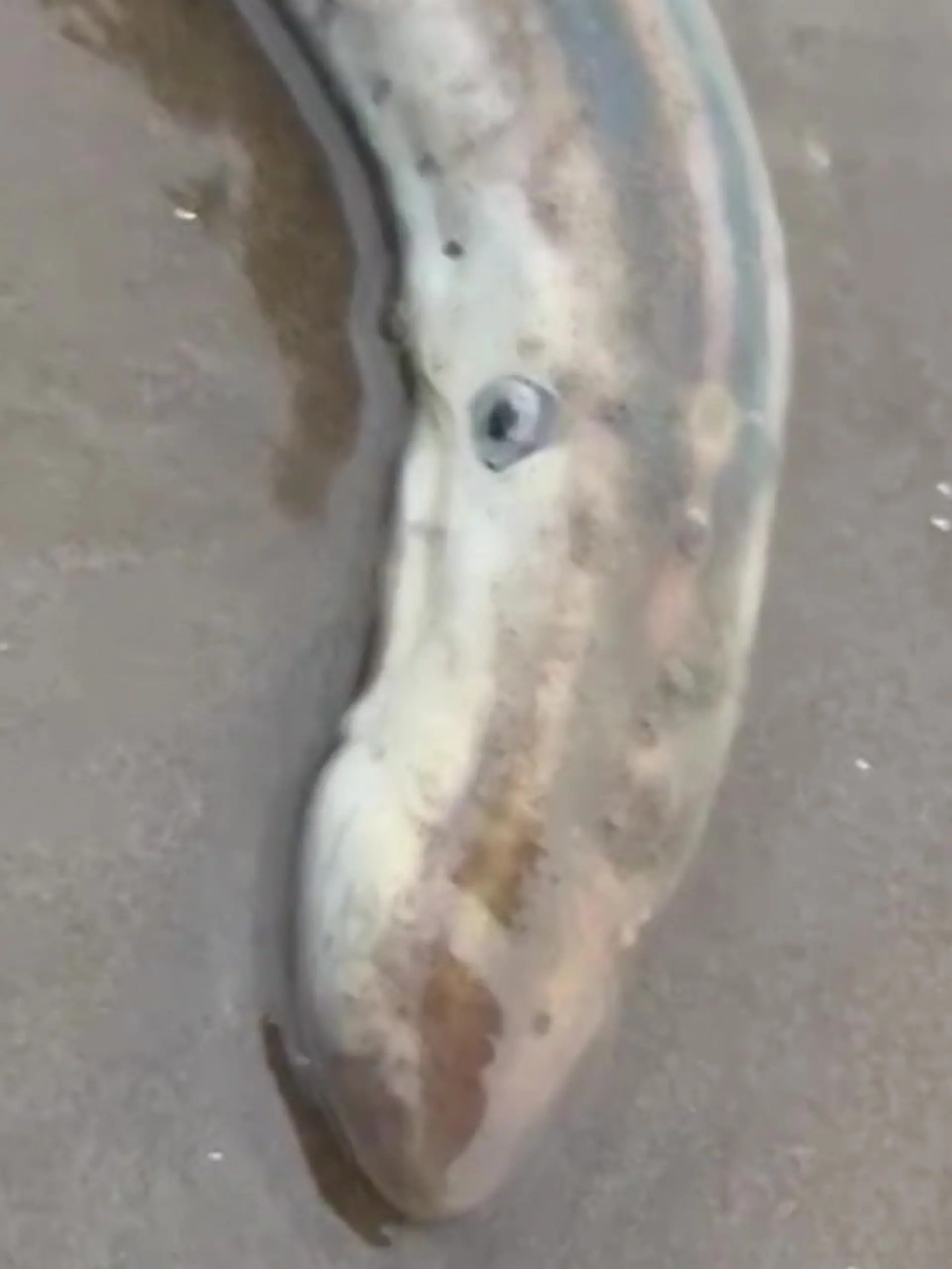 Bild zu: "Prähistorischer Vampirfisch aufgetaucht – Junge macht Sensationsfund!"