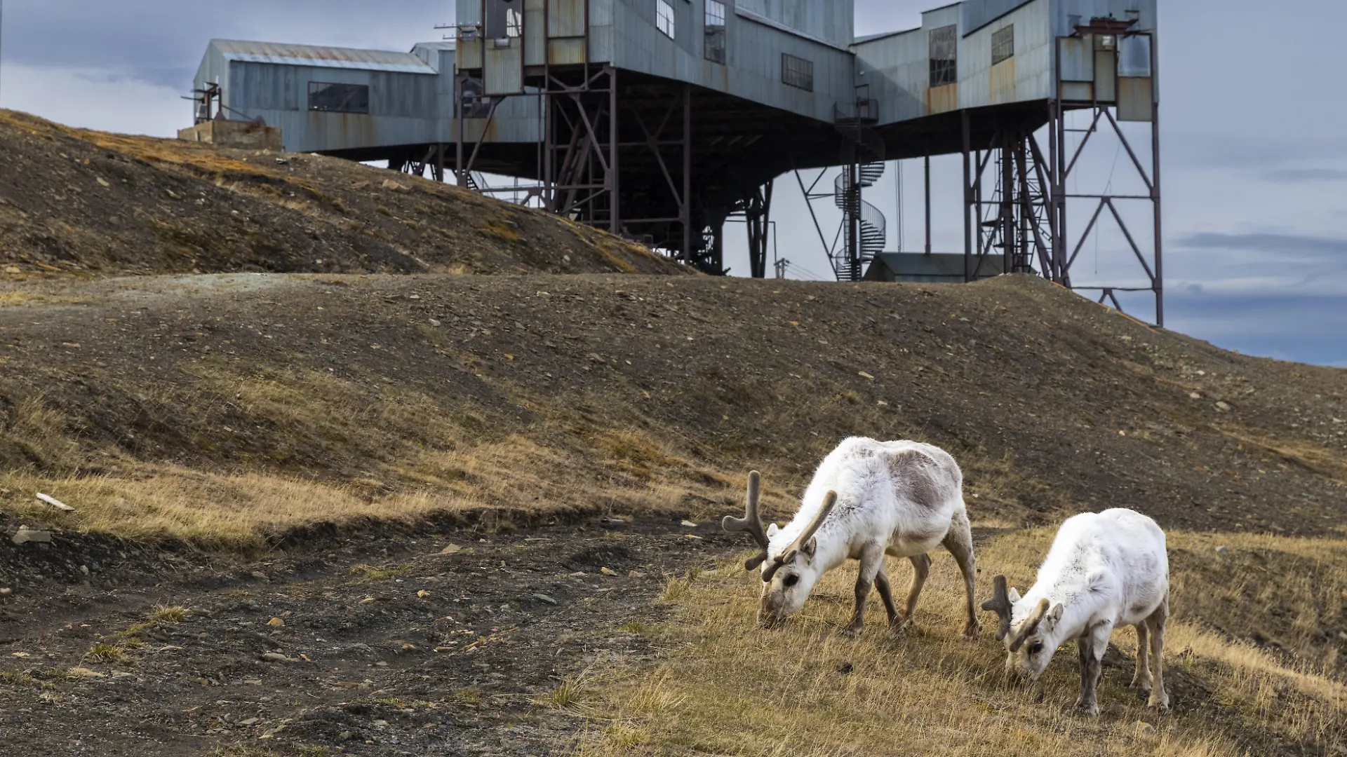 Spitzbergen-Ren (Rangifer tarandus platyrhynchus) vor Taubanestralen, Transport-Seilbahn, Kohleverteilungsseilbahn, Säugetiere (Mammalia), Longyearbyen, Spitzbergen, Svalbard