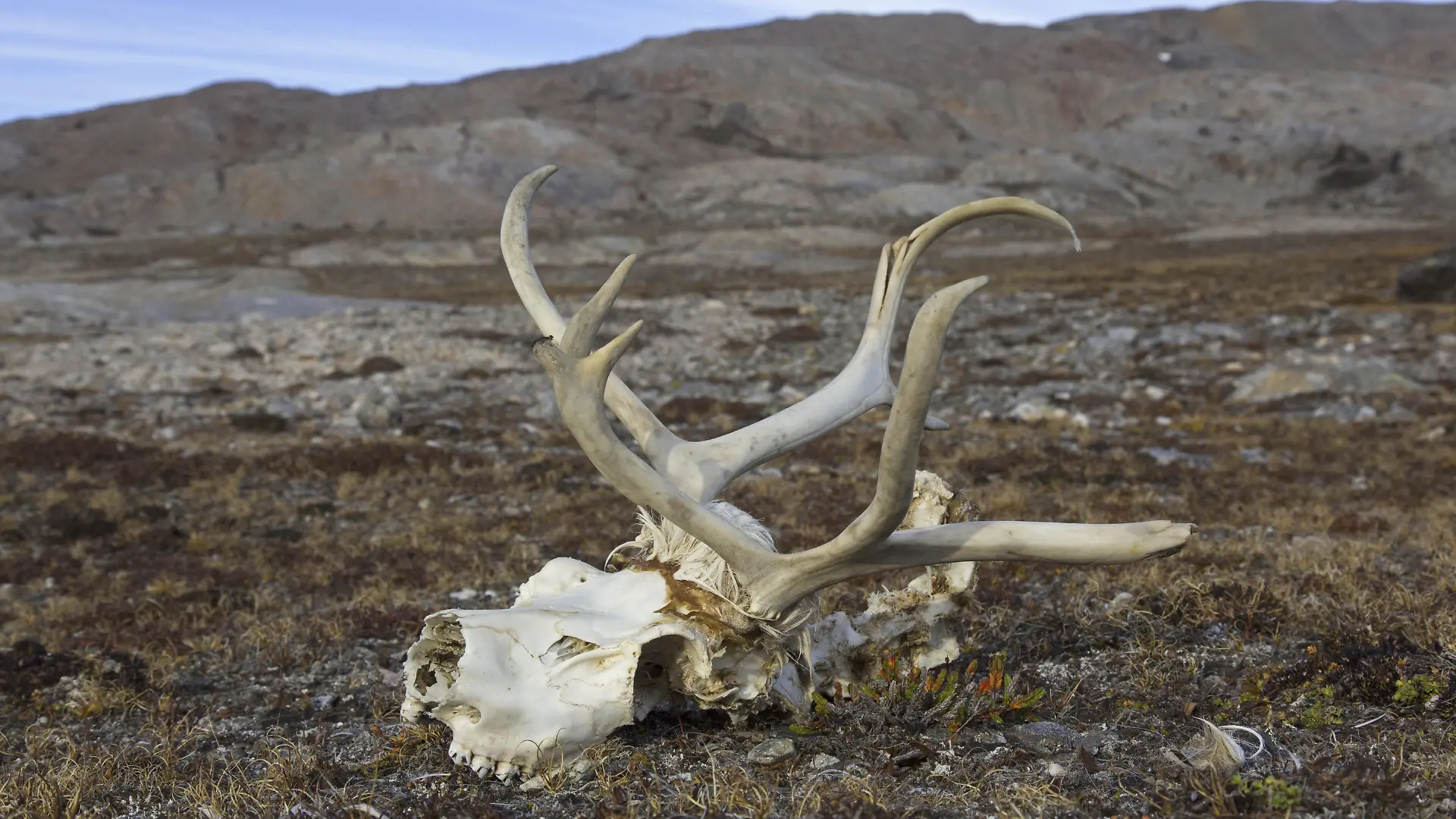 Spitzbergen Ren, Nahaufnahme des Schädels mit gebleichtem Geweih auf der Tundra