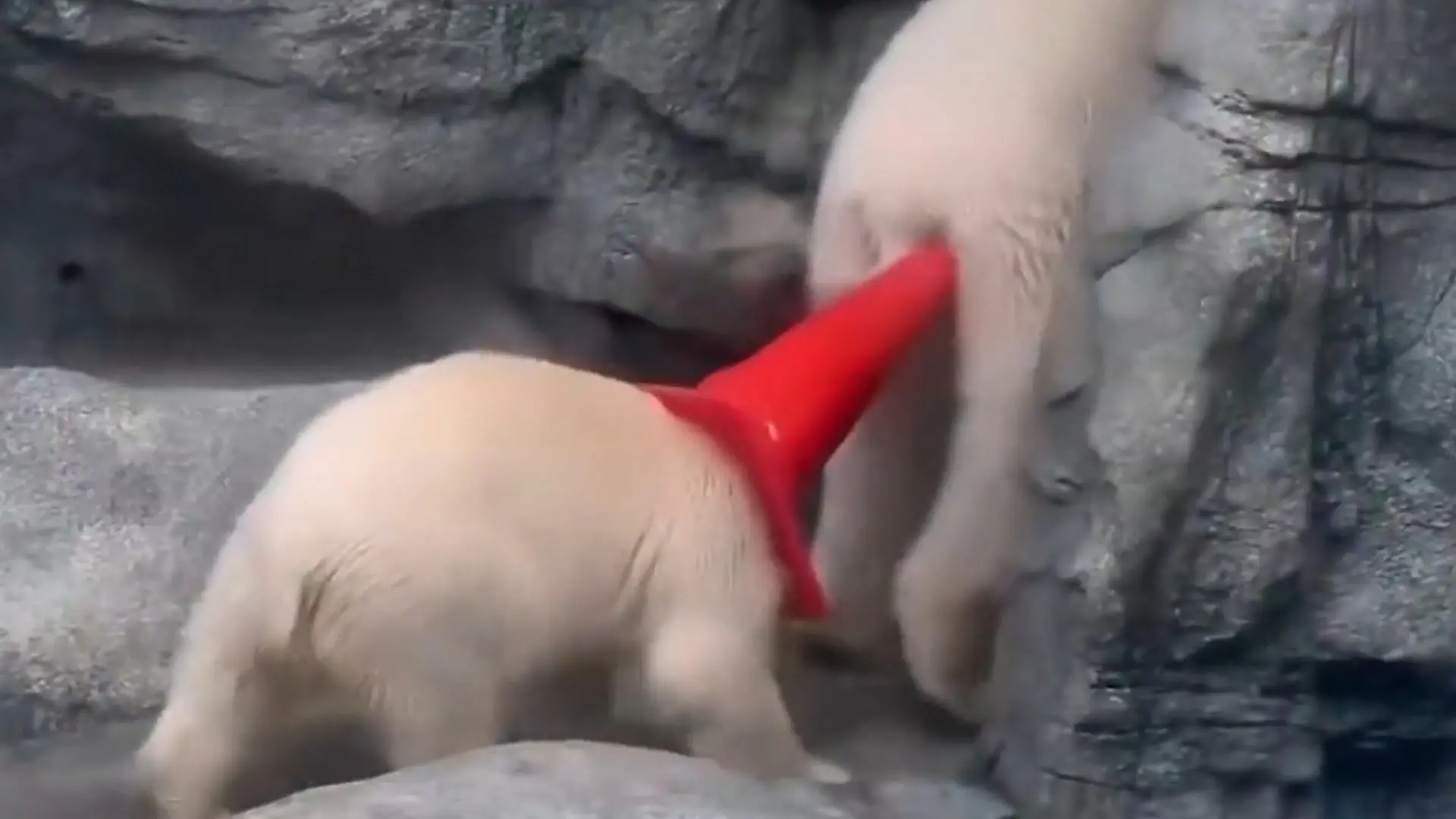 POlarbär-Baby rammt Mama DAS in den Hintern – dann verliert sie die Nerven! Das gibt sicher Höhlenarrest!