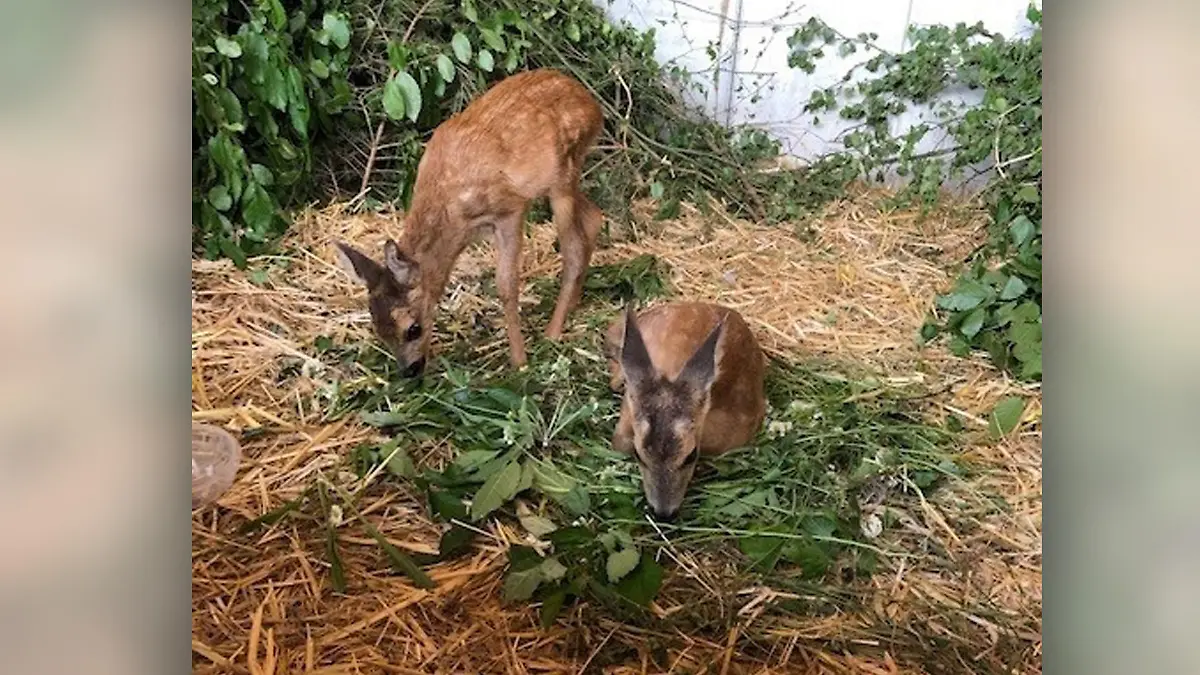 Rehkitz-WG auf dem Birkenhof: Thommy (links) und sein Mitbewohner Fridolin.