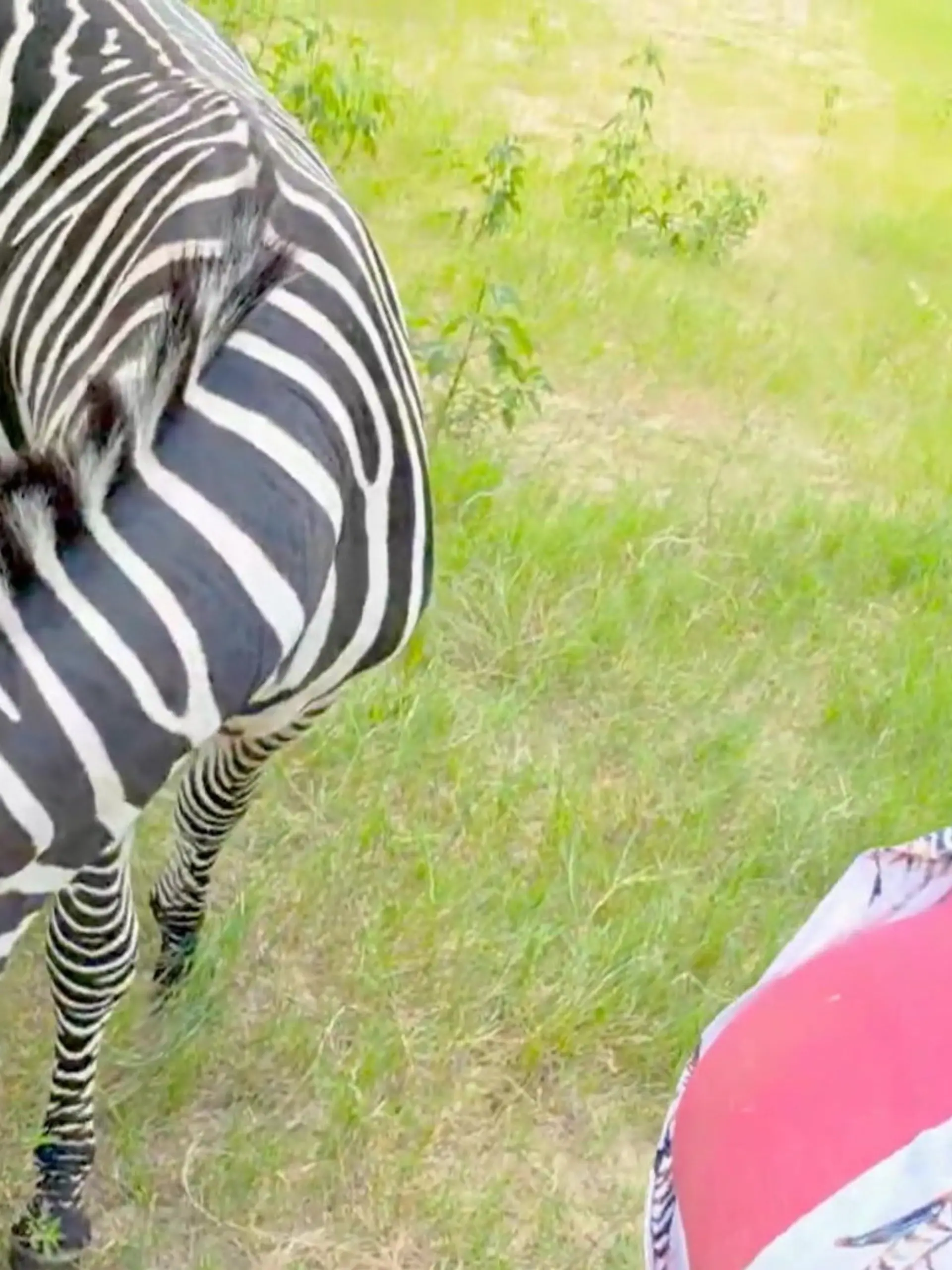 Bild zu: "Für 83.000 Euro! Erotik-Model ersteigert Zebra – aus DIESEM Grund"