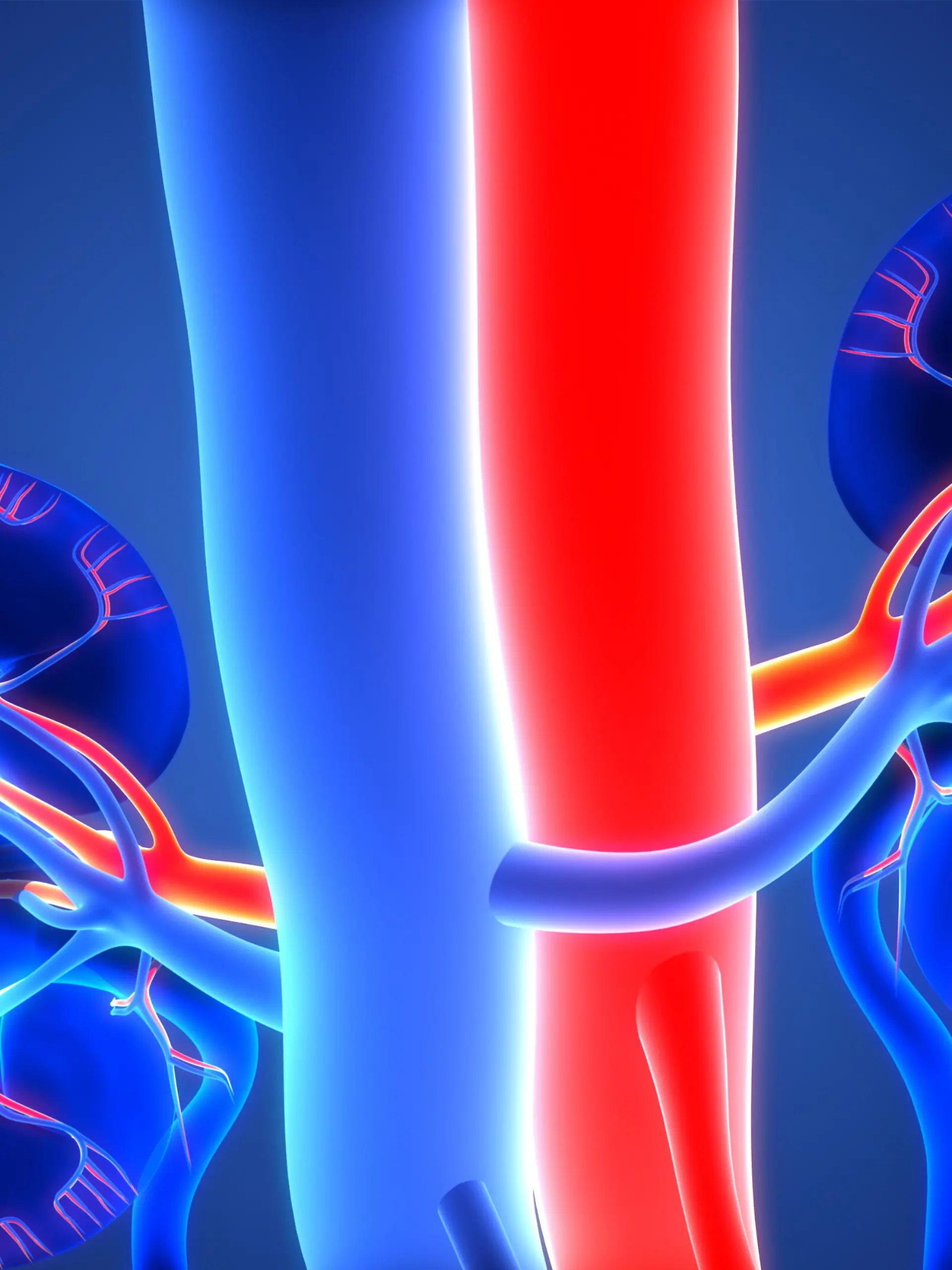 3D Illustration Concept of Human Urinary System Kidneys Anatomy