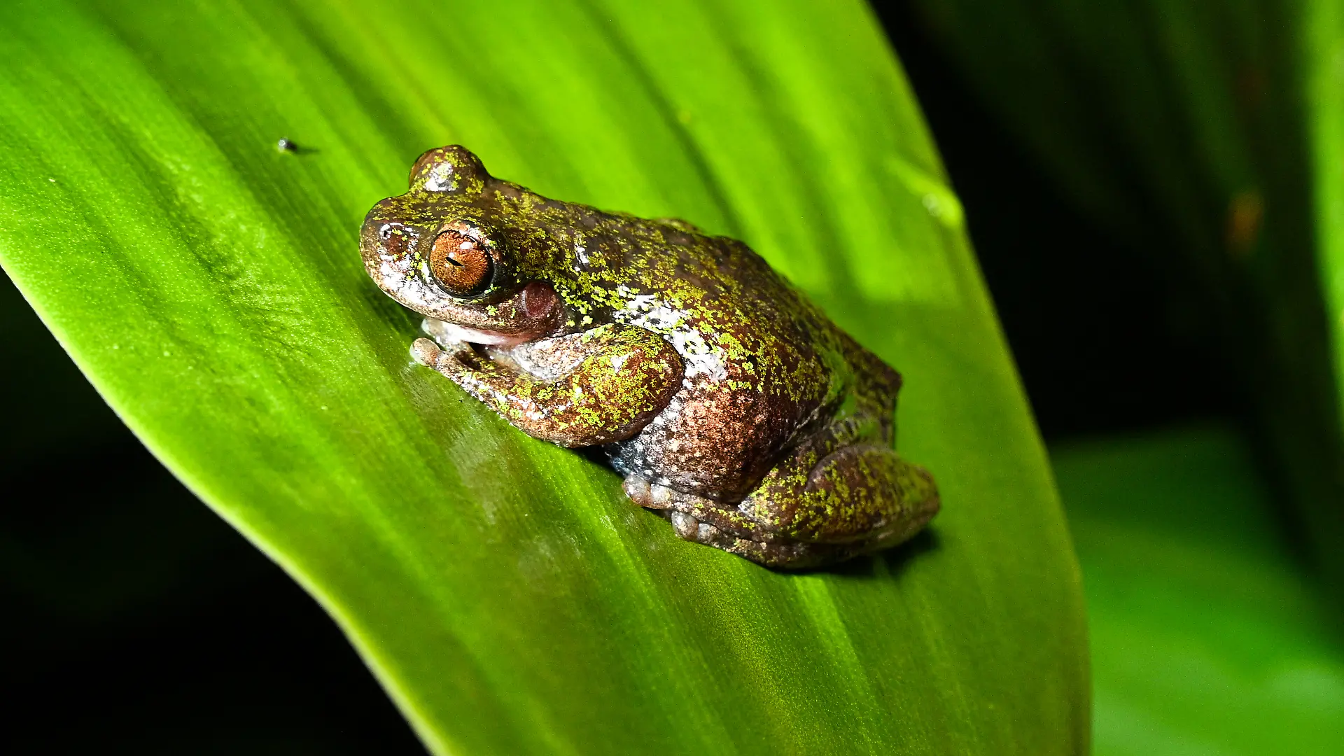 View of a "Rana de las nacientes" (Isthmohyla nacientes), a newly discovered frog species, in San Jose, Costa Rica, on August 6, 2026. (Photo by Ezequiel BECERRA / AFP)