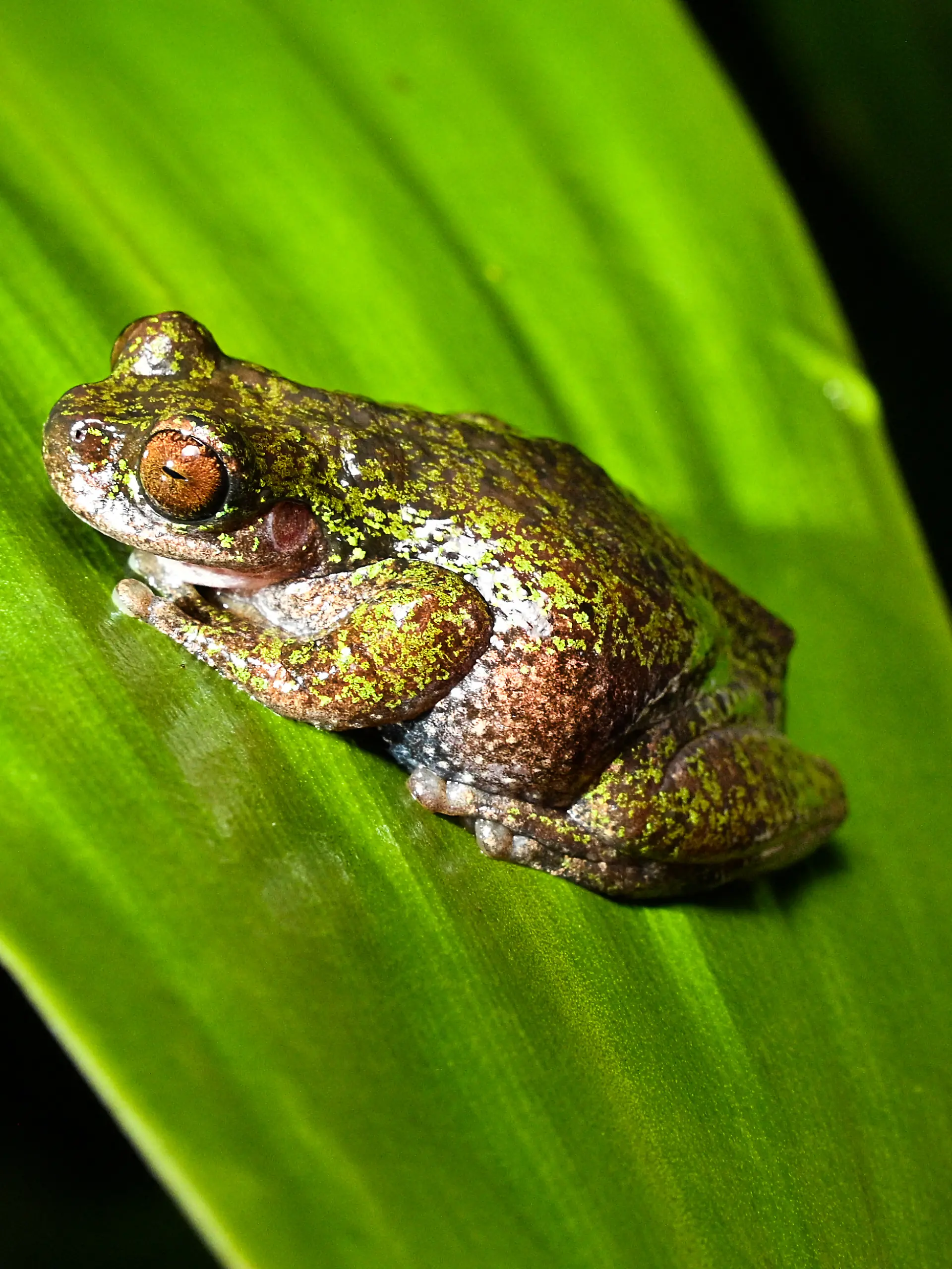 View of a "Rana de las nacientes" (Isthmohyla nacientes), a newly discovered frog species, in San Jose, Costa Rica, on August 6, 2026. (Photo by Ezequiel BECERRA / AFP)