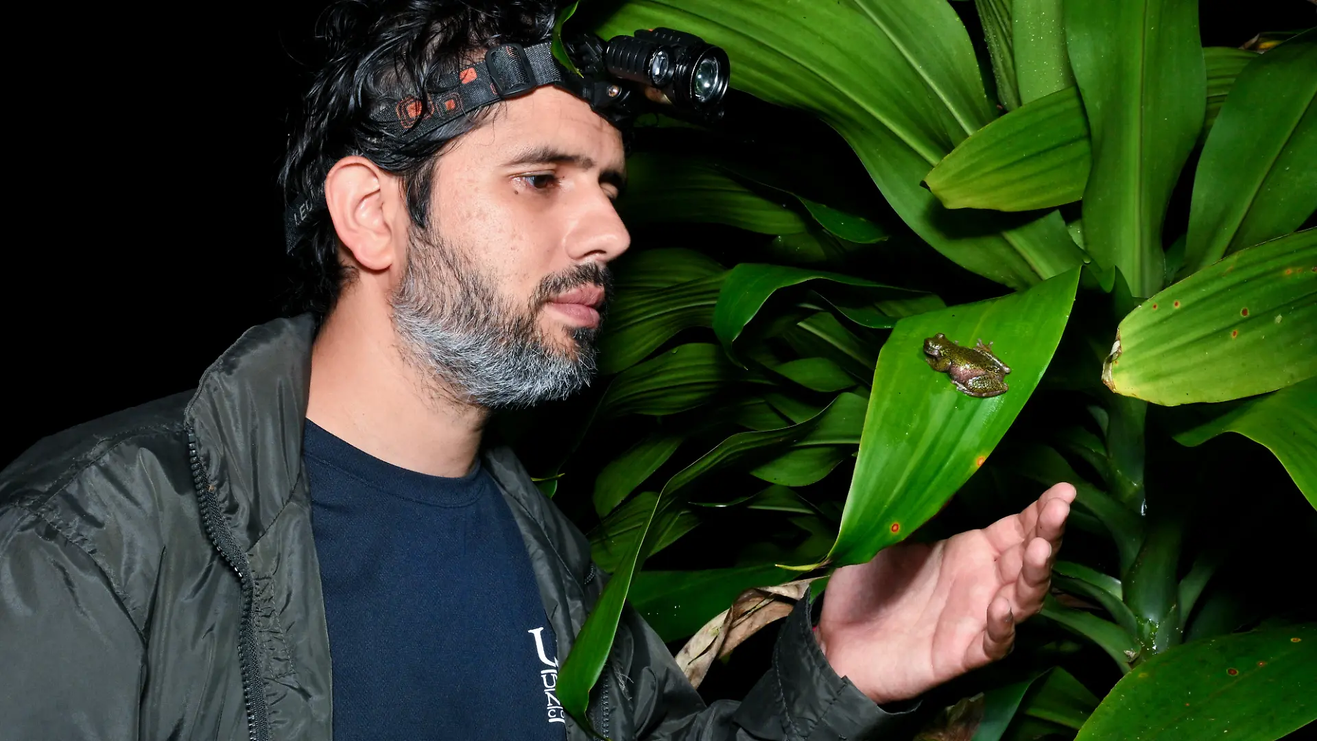 Costa Rican scientist Jonathan Navarro Picado, from the International Institute for Wildlife Conservation and Management (ICOMVIS) at the National University of Costa Rica (UNA), observes a "Rana de las nacientes" (Isthmohyla nacientes), a frog species recently discovered, in San Jose, Costa Rica, on August 6, 2026. (Photo by Ezequiel BECERRA / AFP)