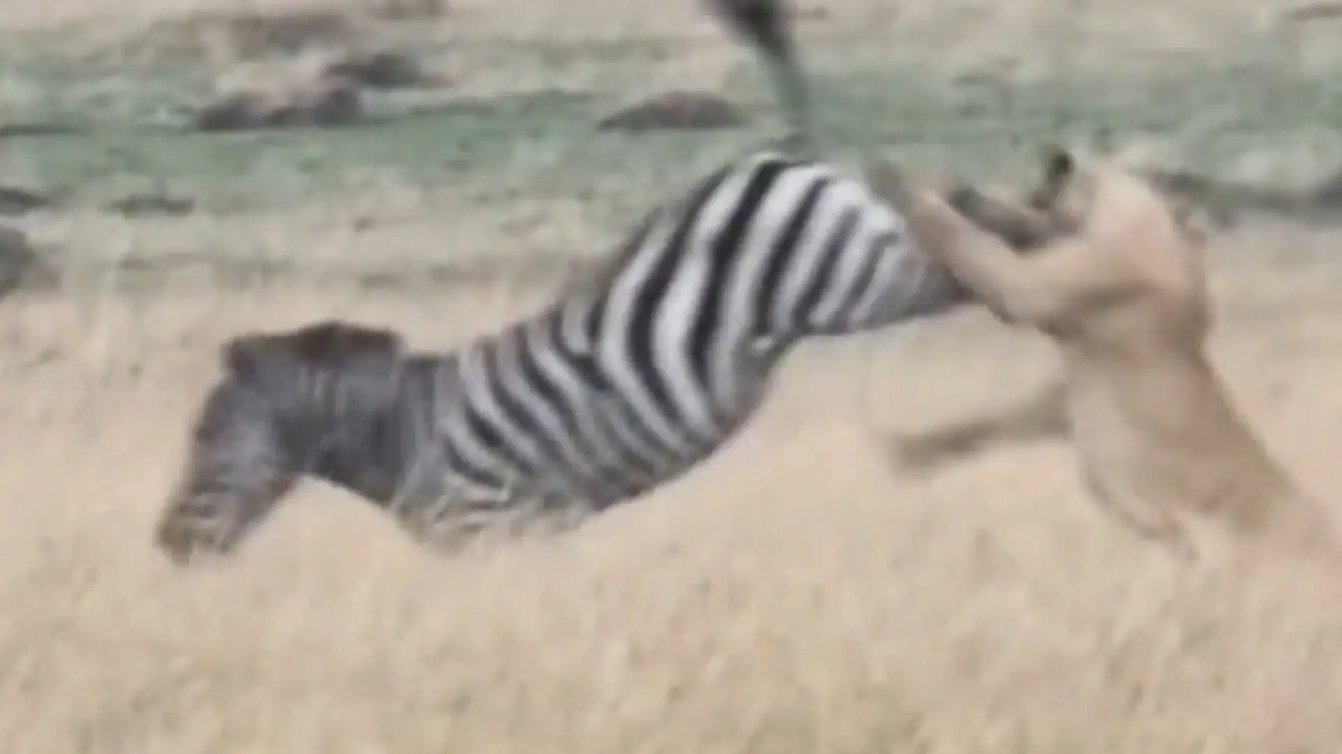 Bild von König vom Thron gekickt! Zebra kontert Löwen-Angriff mit Mega-Tritt