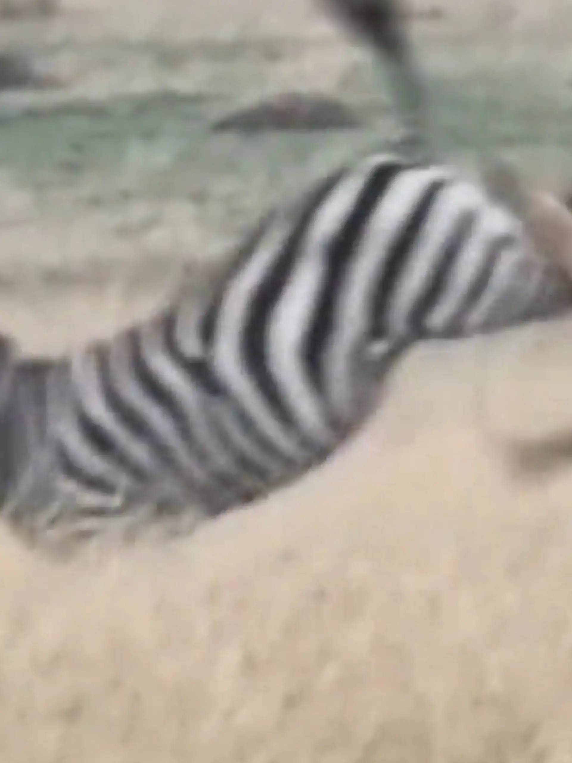 Bild zu: "König vom Thron gekickt! Zebra kontert Löwen-Angriff mit Mega-Tritt"