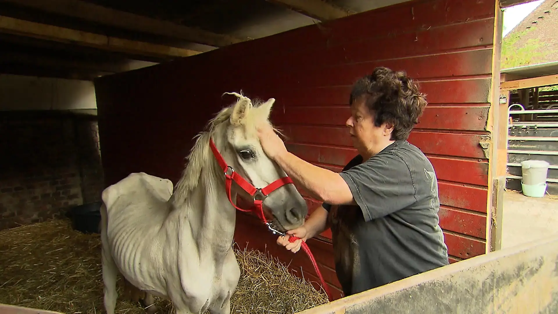 Abgemagertes Pony ausgesetzt An Gnadenhof in Krefeld