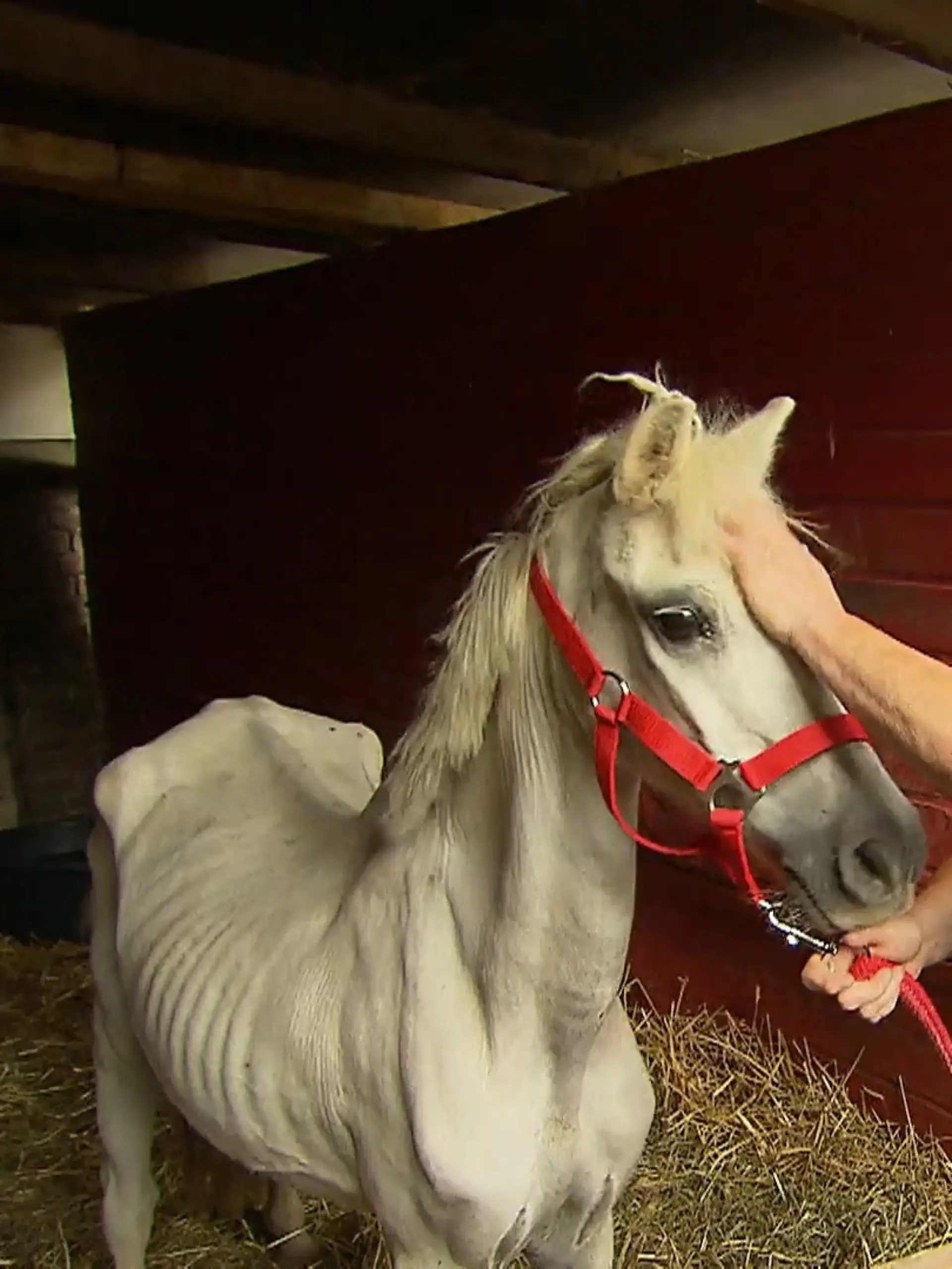 Bild zu: "Abgemagertes Pony ausgesetzt"