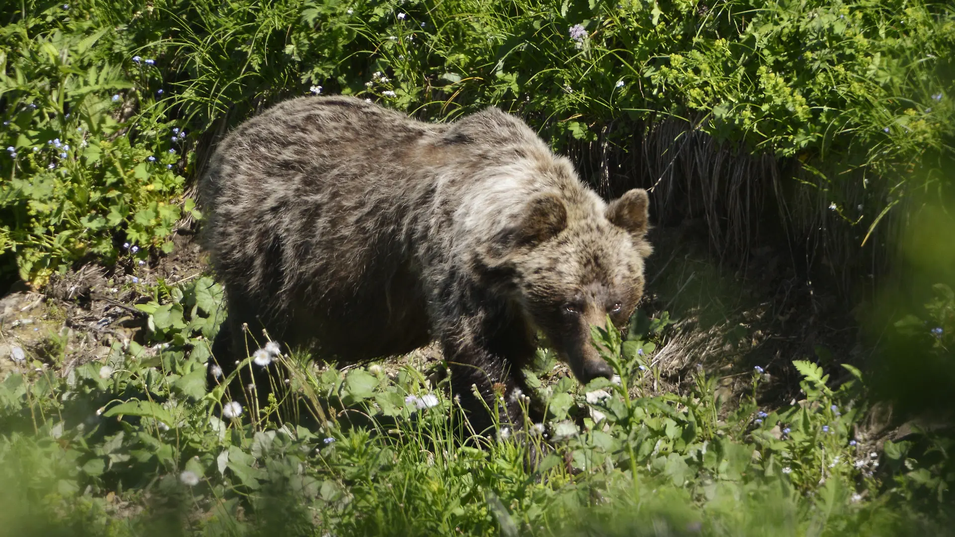 Eine Braunbär-Mama samt ihrer Jungtiere wurde in der Slowakei erschossen.