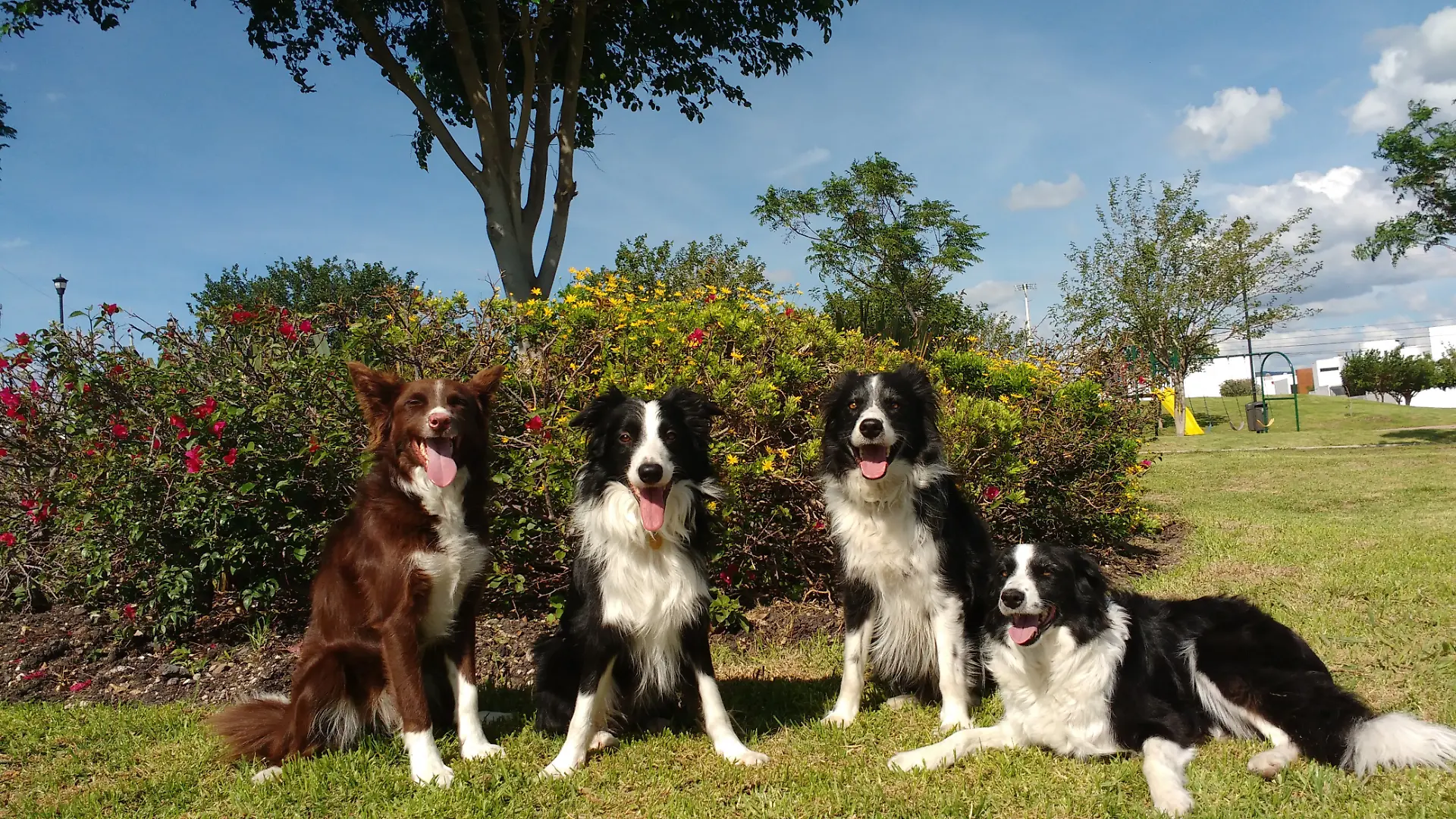 HANDOUT - Four of the canine participants who took part in the study: Morante, Kunkun, Odin, and Molly (from left to right). Researchers scanned their brains to explore how dogs process human emotional expressions.
Credit: Laura V. Cuaya
ACHTUNG: Frei nur zur redaktionellen Verwendung im Zusammenhang mit der Berichterstattung über die Studie bei Nennung des Credits. Foto: Laura V. Cuaya