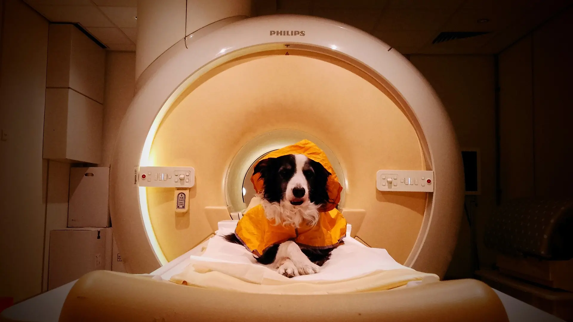 HANDOUT - Trained pet dogs remained awake during fMRI scans as researchers measured their brain activity while they viewed images of human faces expressing happiness, anger, fear, and sadness.
Credit: Laura V. Cuaya
ACHTUNG: Frei nur zur redaktionellen Verwendung im Zusammenhang mit der Berichterstattung über die Studie bei Nennung des Credits. Foto: Laura V. Cuaya