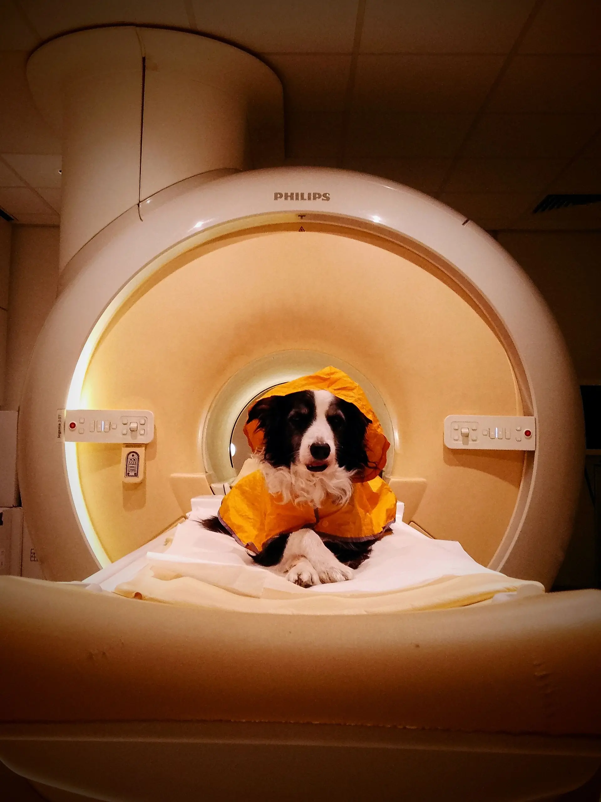 HANDOUT - Trained pet dogs remained awake during fMRI scans as researchers measured their brain activity while they viewed images of human faces expressing happiness, anger, fear, and sadness.
Credit: Laura V. Cuaya
ACHTUNG: Frei nur zur redaktionellen Verwendung im Zusammenhang mit der Berichterstattung über die Studie bei Nennung des Credits. Foto: Laura V. Cuaya