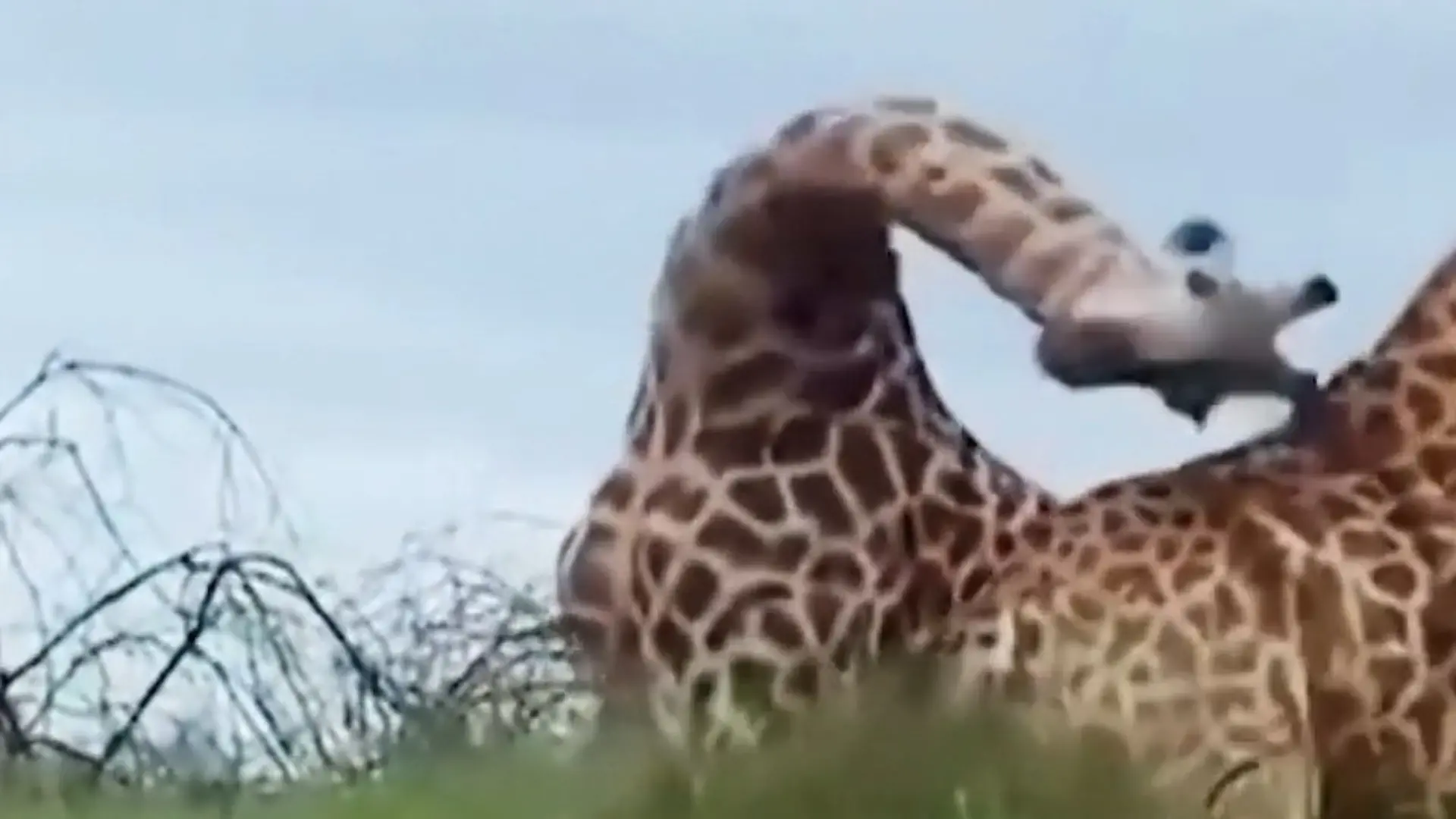 Hälse werden zu Keulen! Giraffen-Bullen liefern sich erbitterten Machtkampf Es geht ums Weibchen