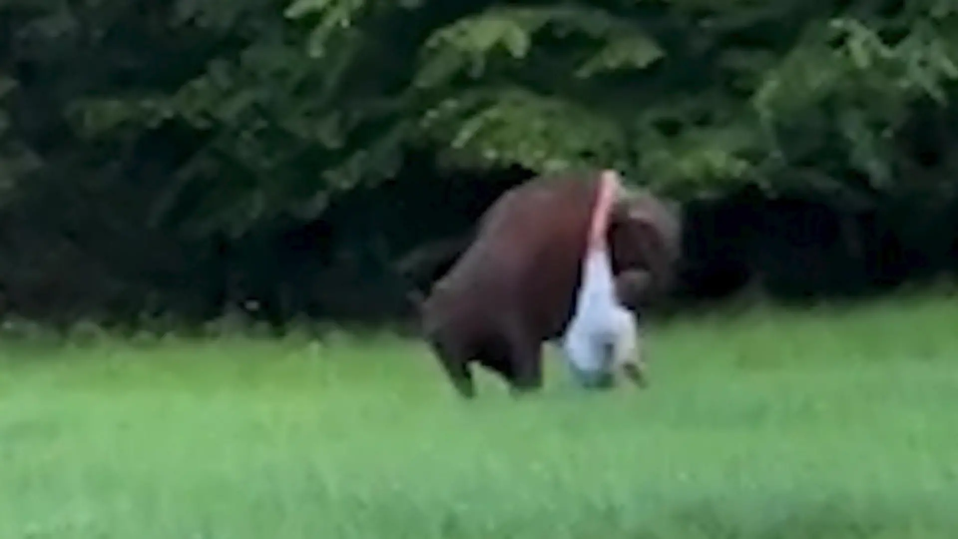 Wisent-Attacke! Mann plötzlich unter XXL-Koloss gefangen Jede Bewegung ist gefährlich