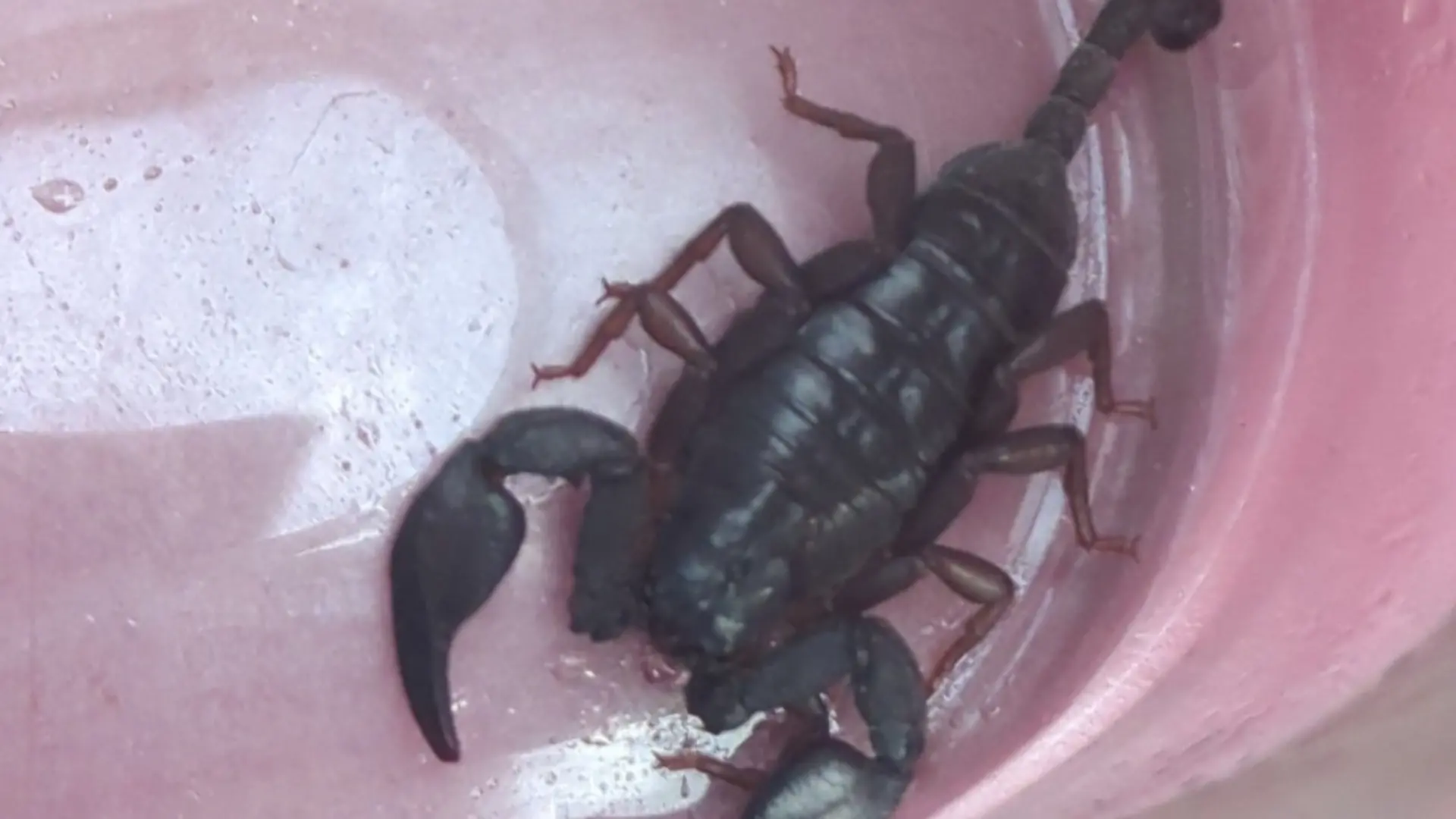 Scharzer Skorpion in Eimer. 