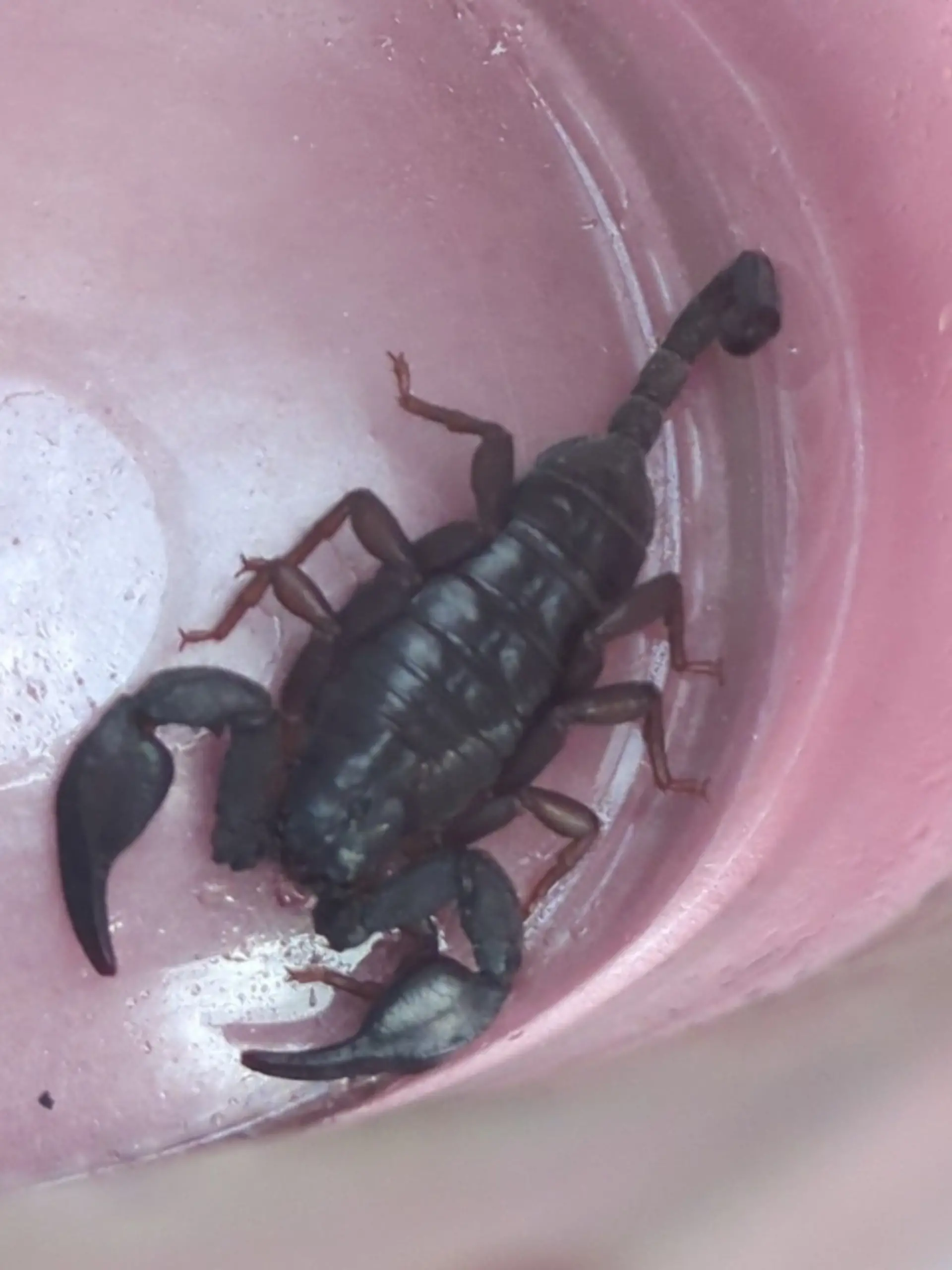 Scharzer Skorpion in Eimer.
