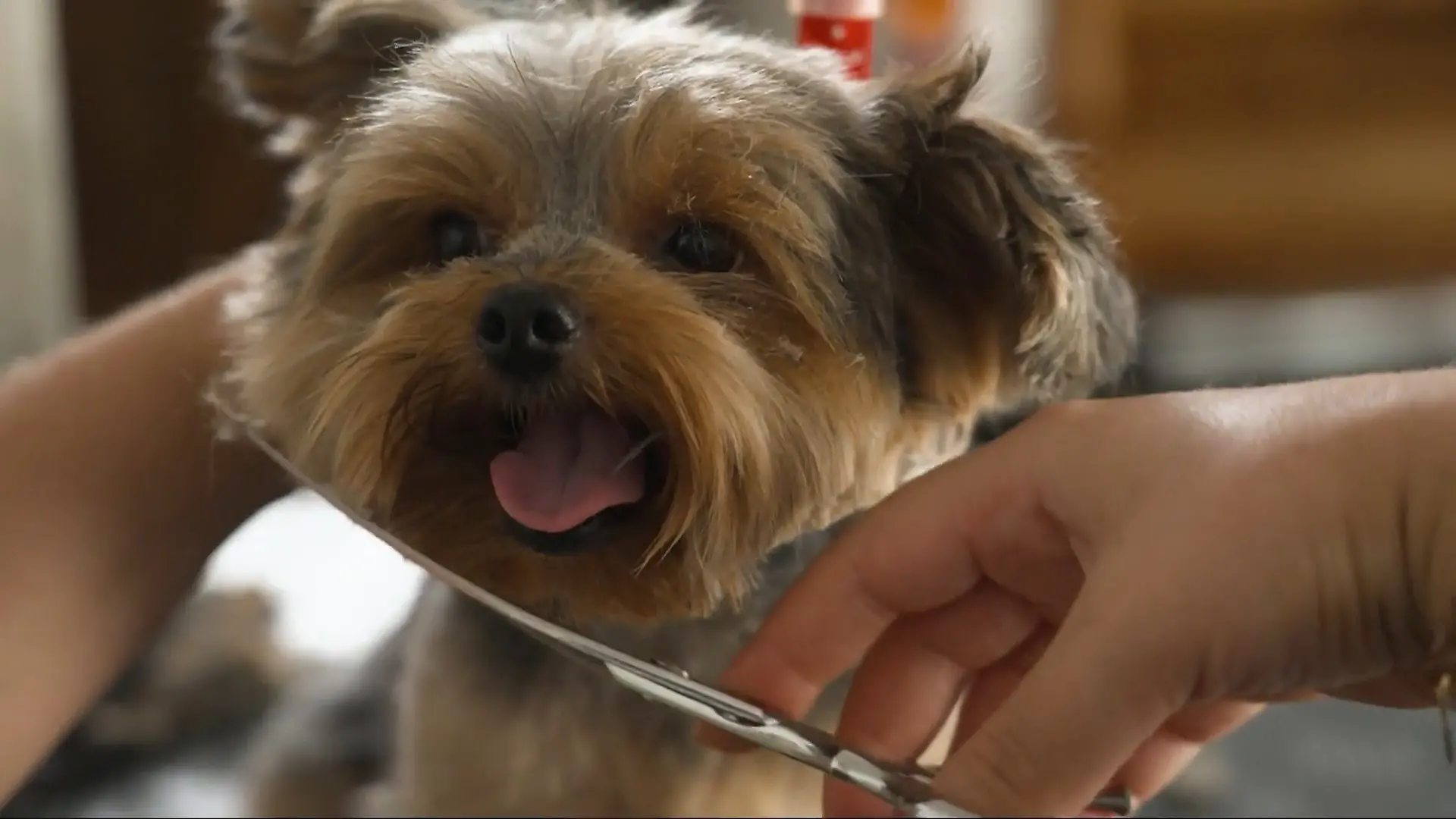 Bild von Die Hundefriseure - Profis für alle Felle