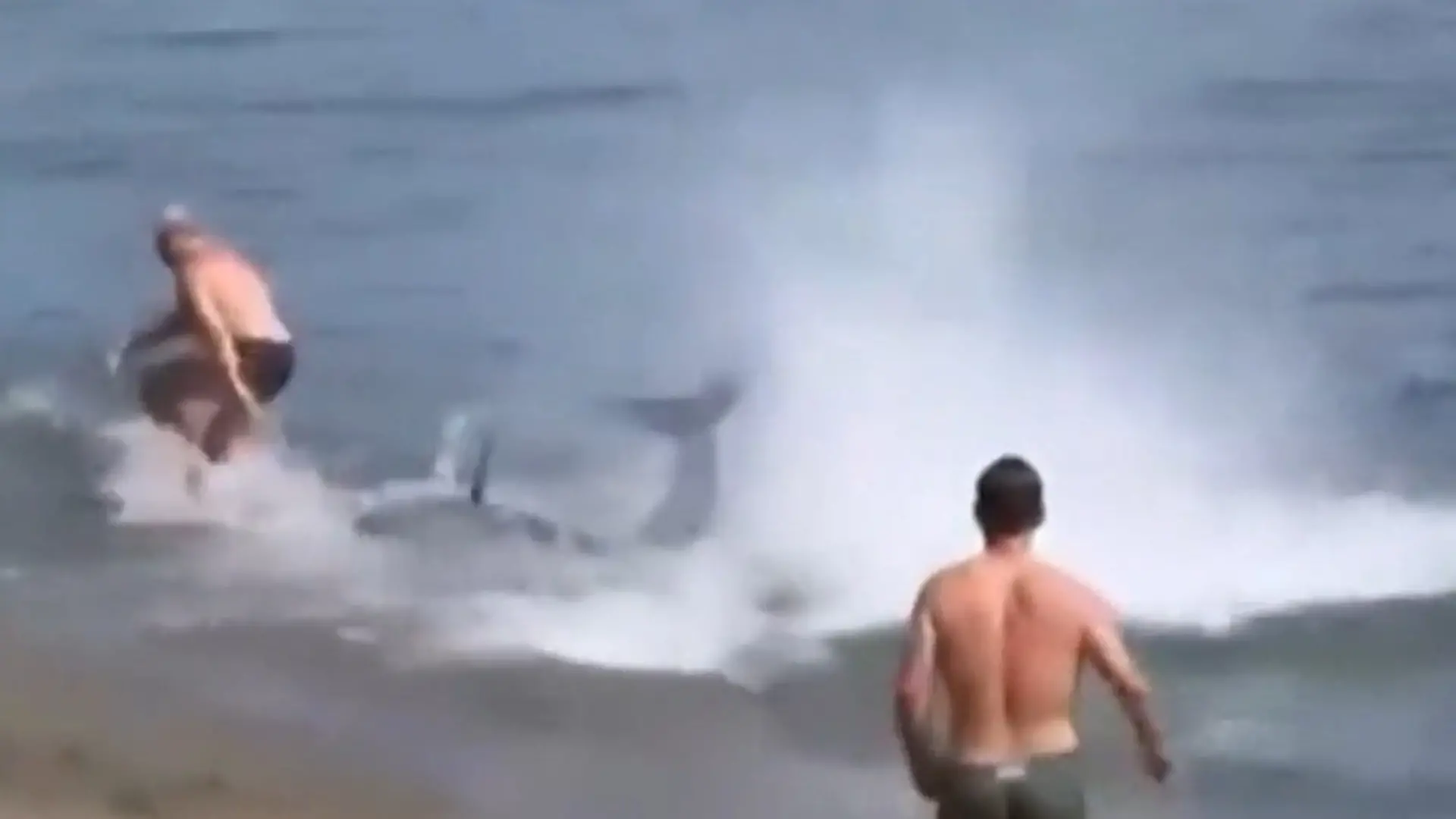 Bild von Alarm am Strand! 300 Kilo-Fisch jagt Badegast bis ans Ufer