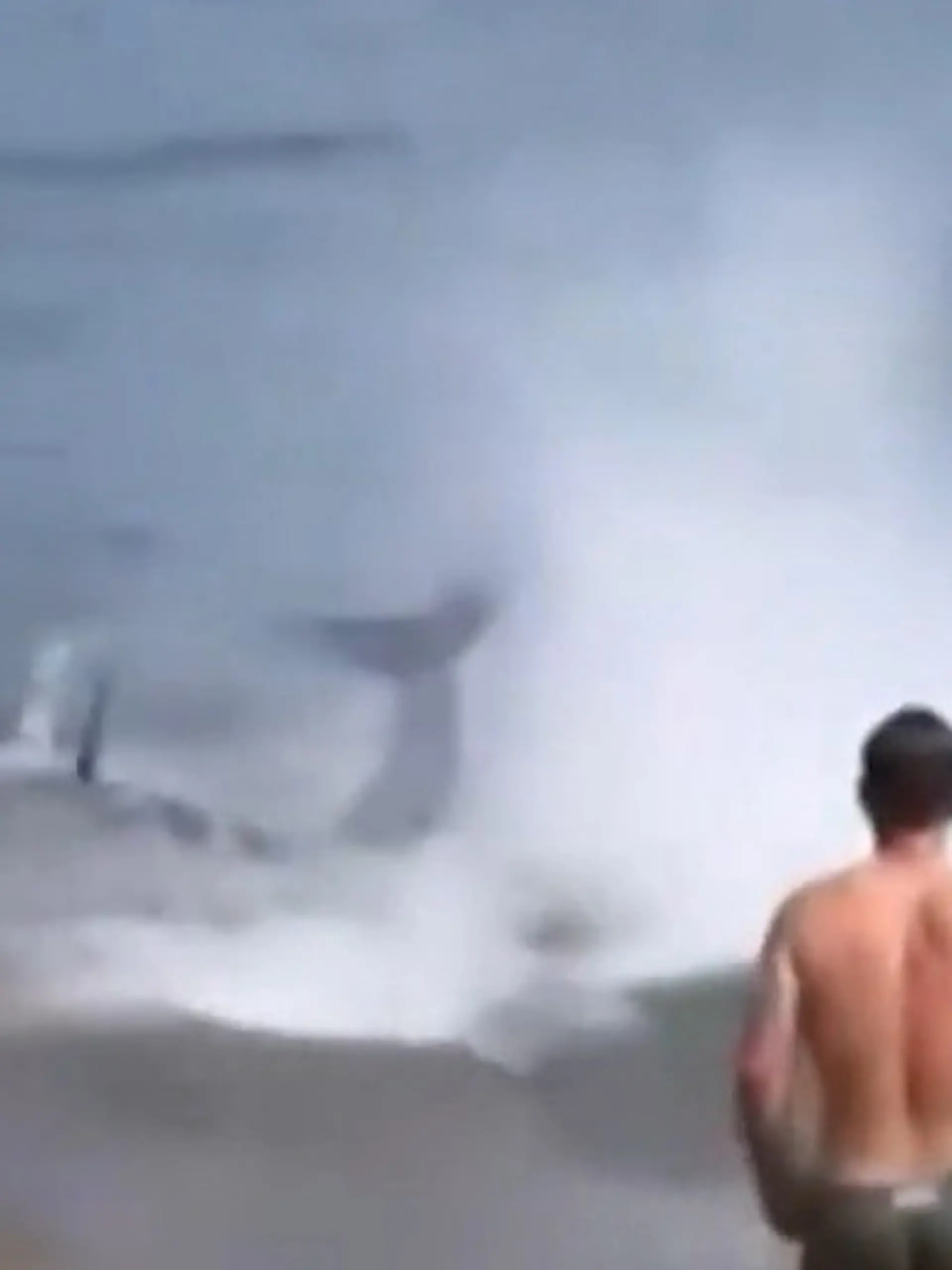 Bild zu: "Alarm am Strand! 300 Kilo-Fisch jagt Badegast bis ans Ufer"