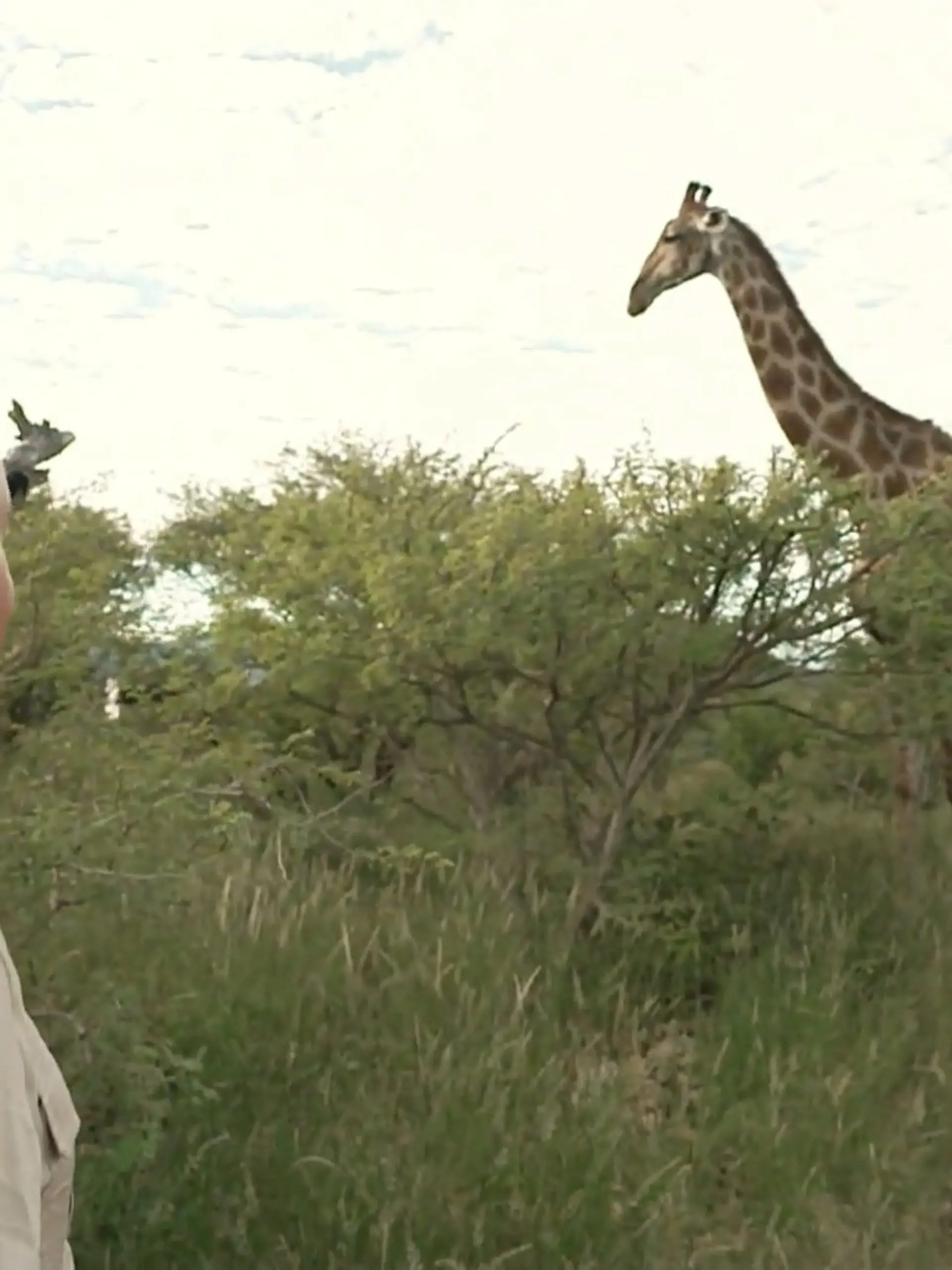 Bild zu: "Partysänger Peter Wackel gründet Giraffenfarm in Namibia"