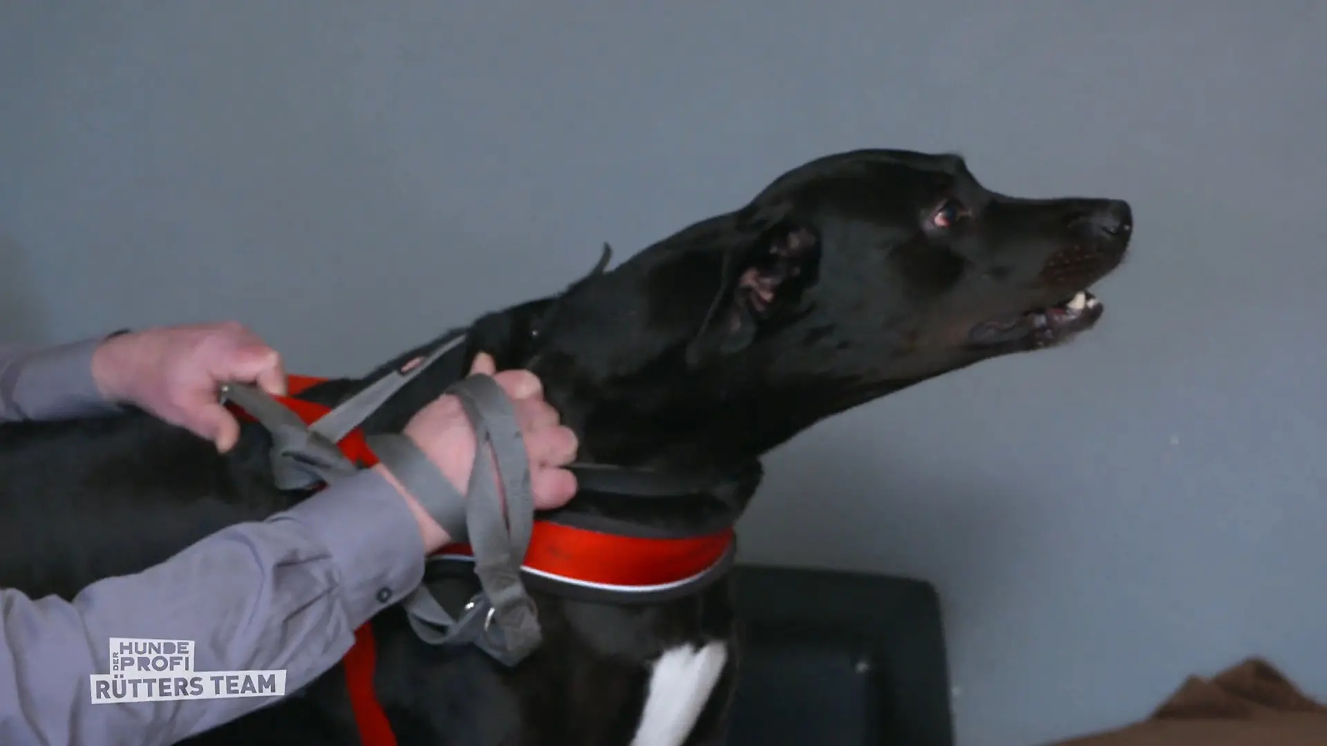 Katja und Falk sorgen sich um ihren Labrador-Mix Socke wird zum Risiko