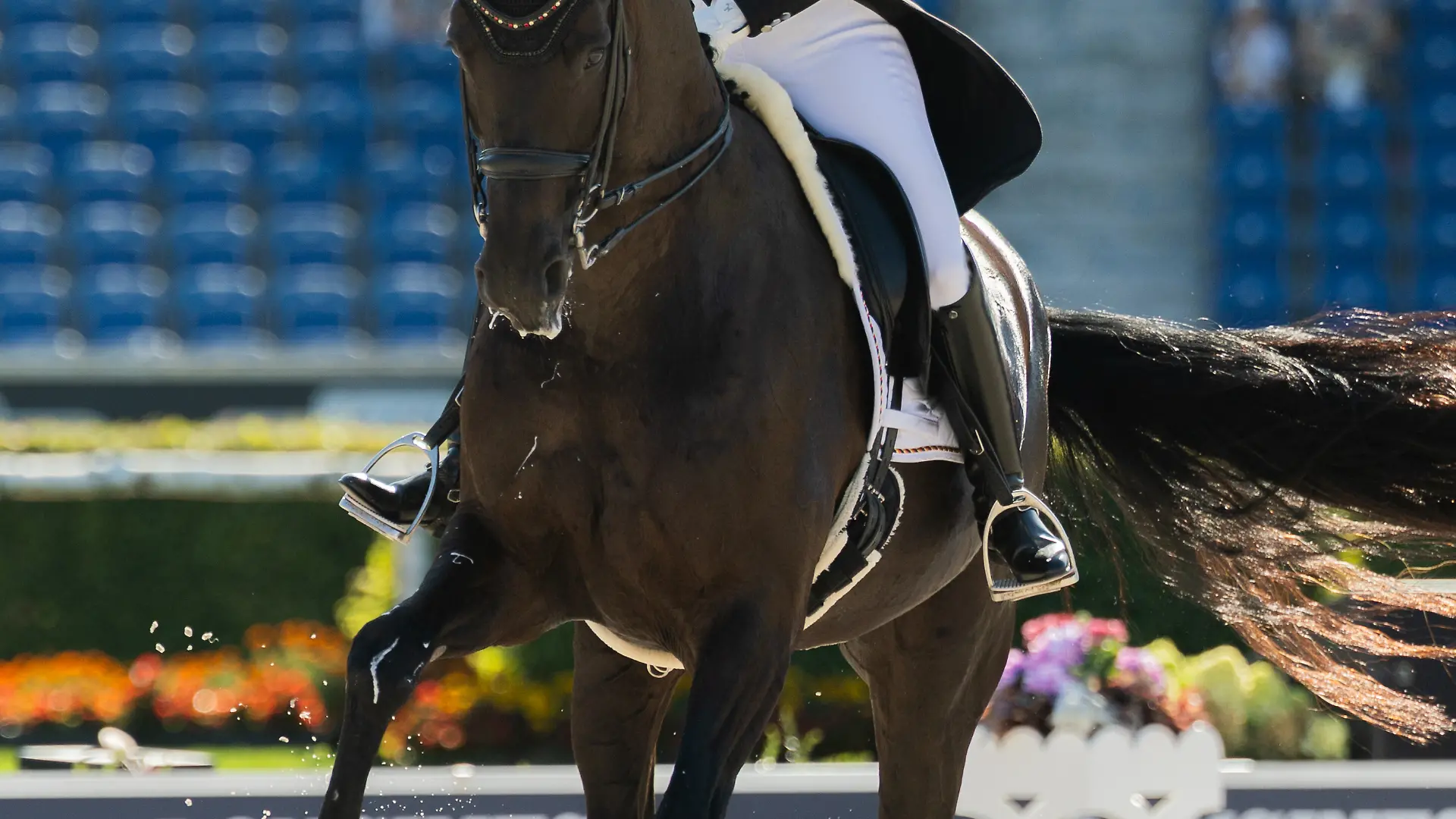 Pferdesport: Weltmeisterschaft, Dressur, Grand Prix Team Finale. Die deutsche Reiterin Isabell Werth auf ihrem Pferd Wendy de Fontaine reitet im Parcours. +++ dpa-Bildfunk +++
