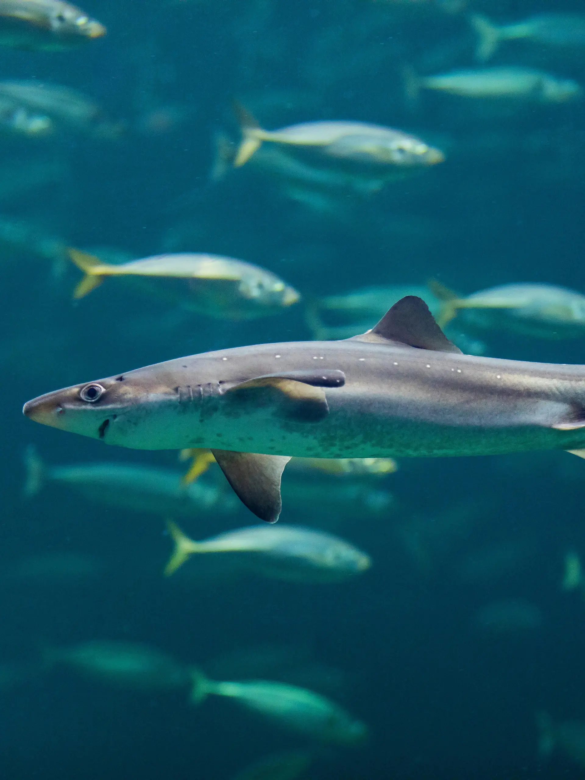 Dornhai vor einem Fischschwarm