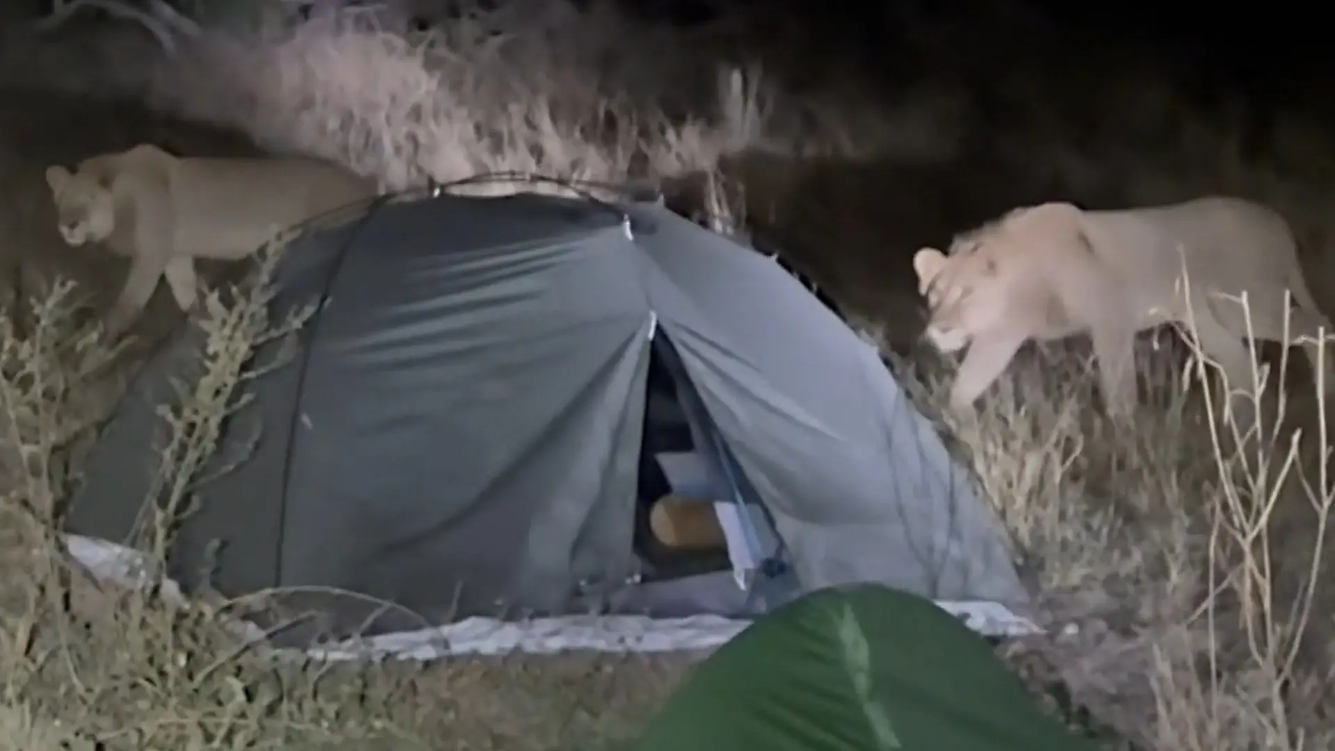 Löwen schleichen sich nachts an Touris heran – Safari-Guide muss eingreifen! Sie müssen ihre Zelte verlassen