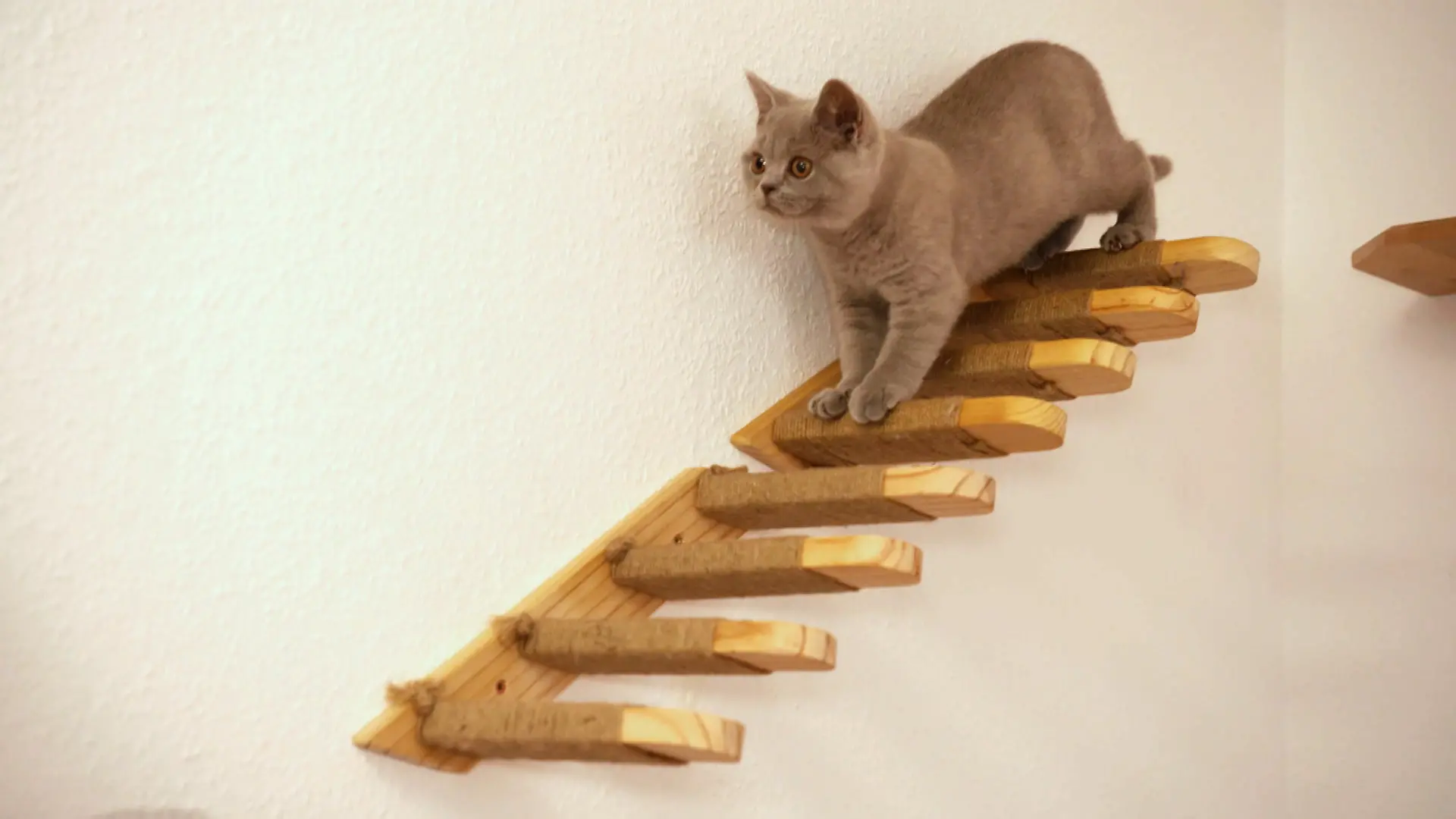 Katze Wandtreppe.jpg