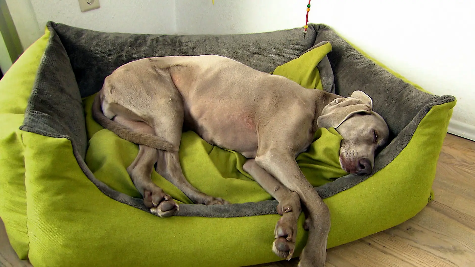 Hundekorb 2.jpg