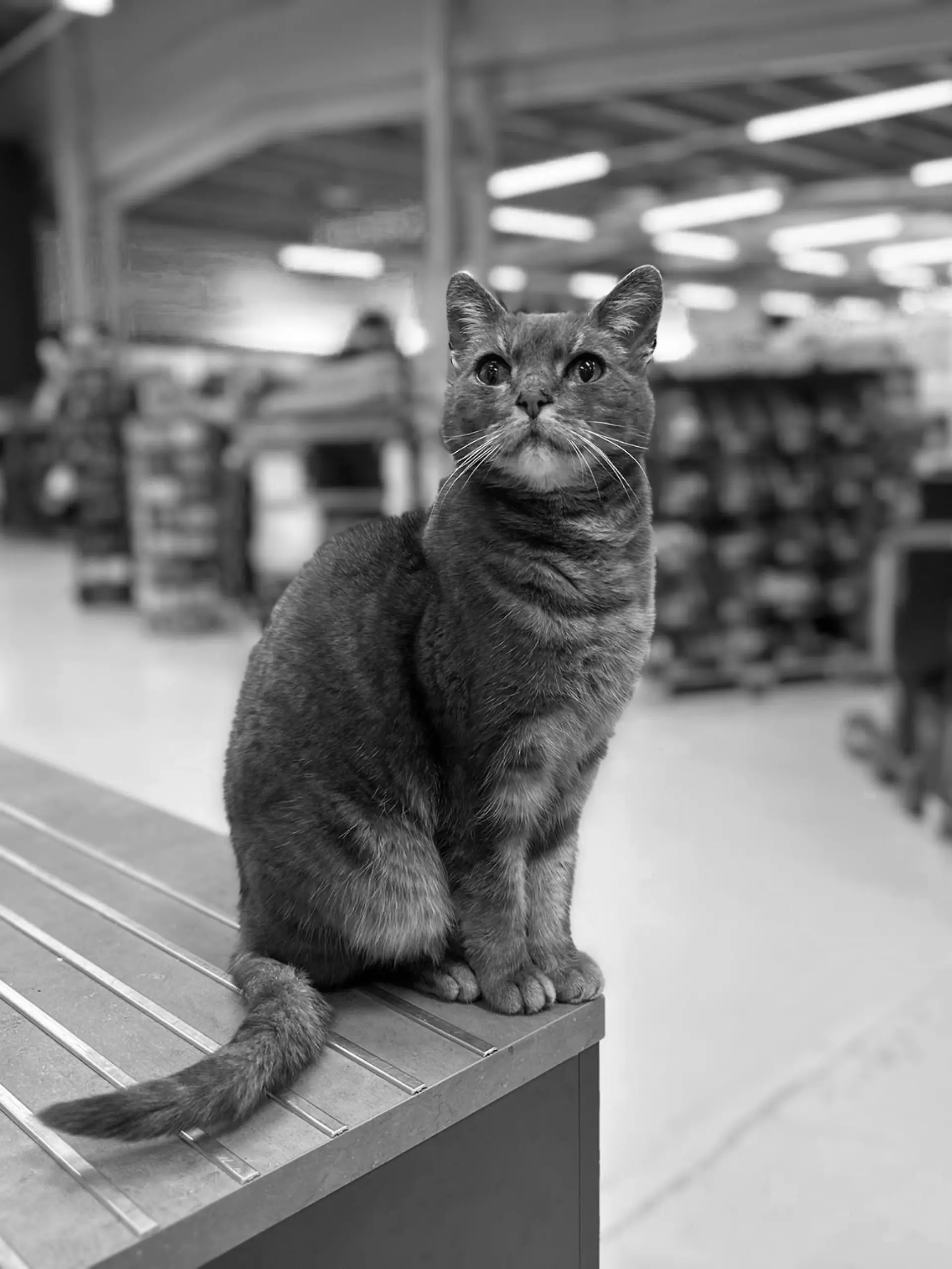 Bild zu: "„Das Herzstück der Firma”! Baumarkt-Katze Lotti ist tot"