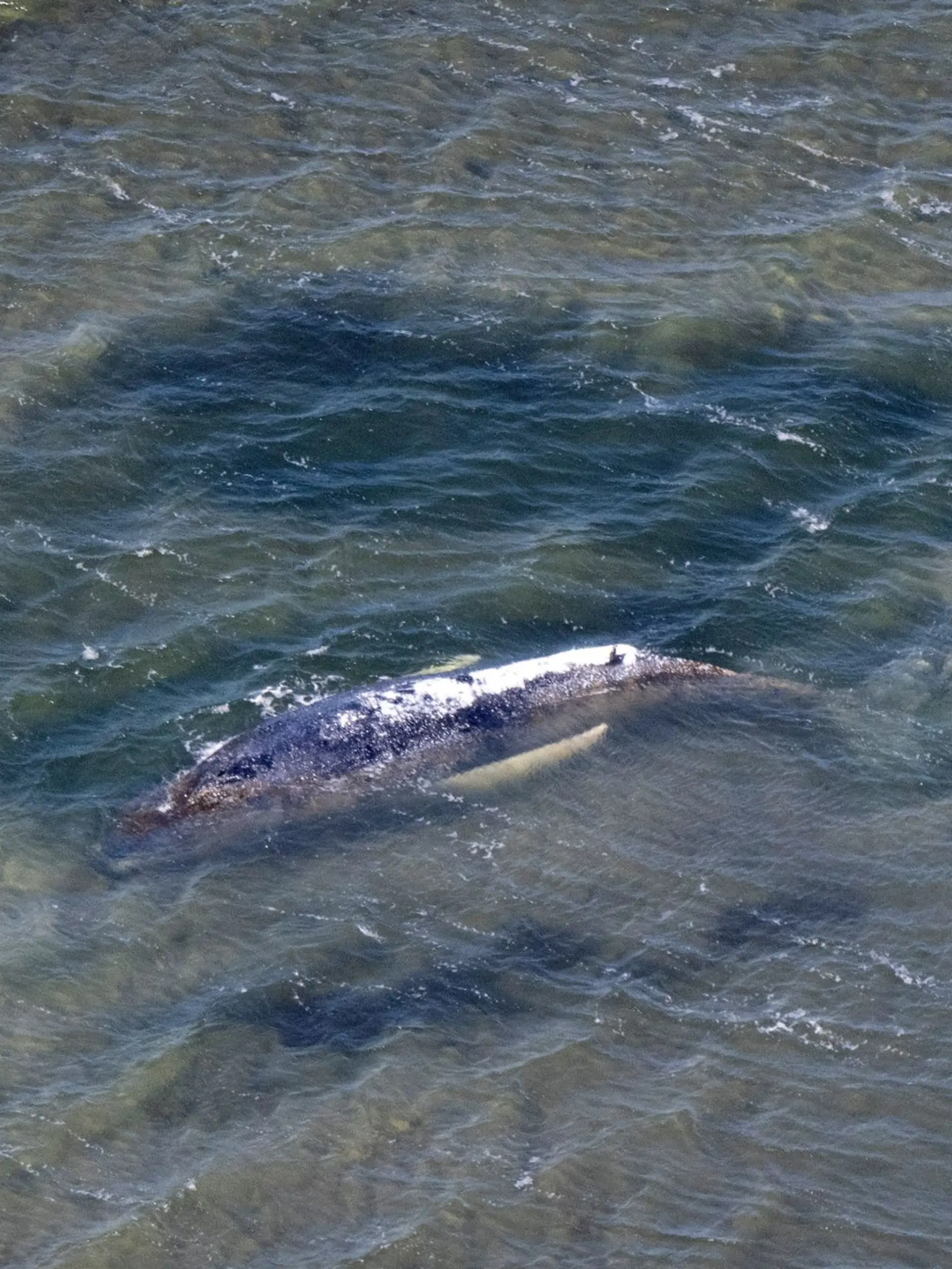 Bild zu: "Ist er tot? Wal treibt erneut in der Ostsee"