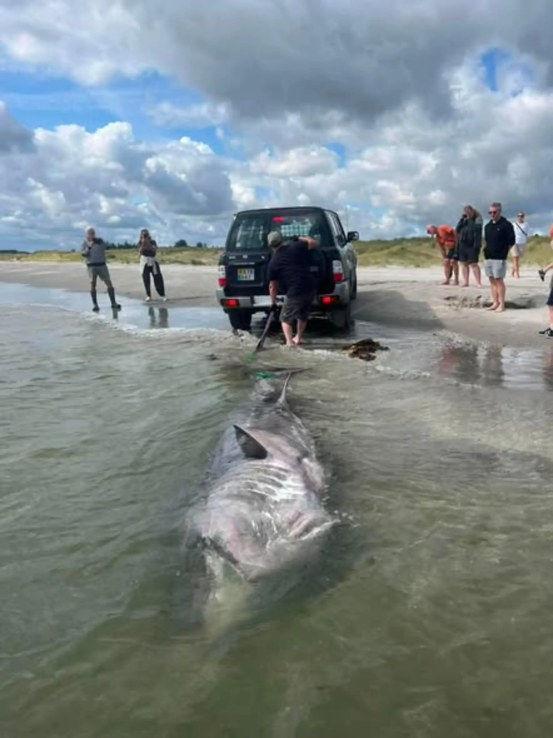 Bild zu: "Riesenhai vor Dänemark entdeckt – kurz danach treibt er tot im Meer"