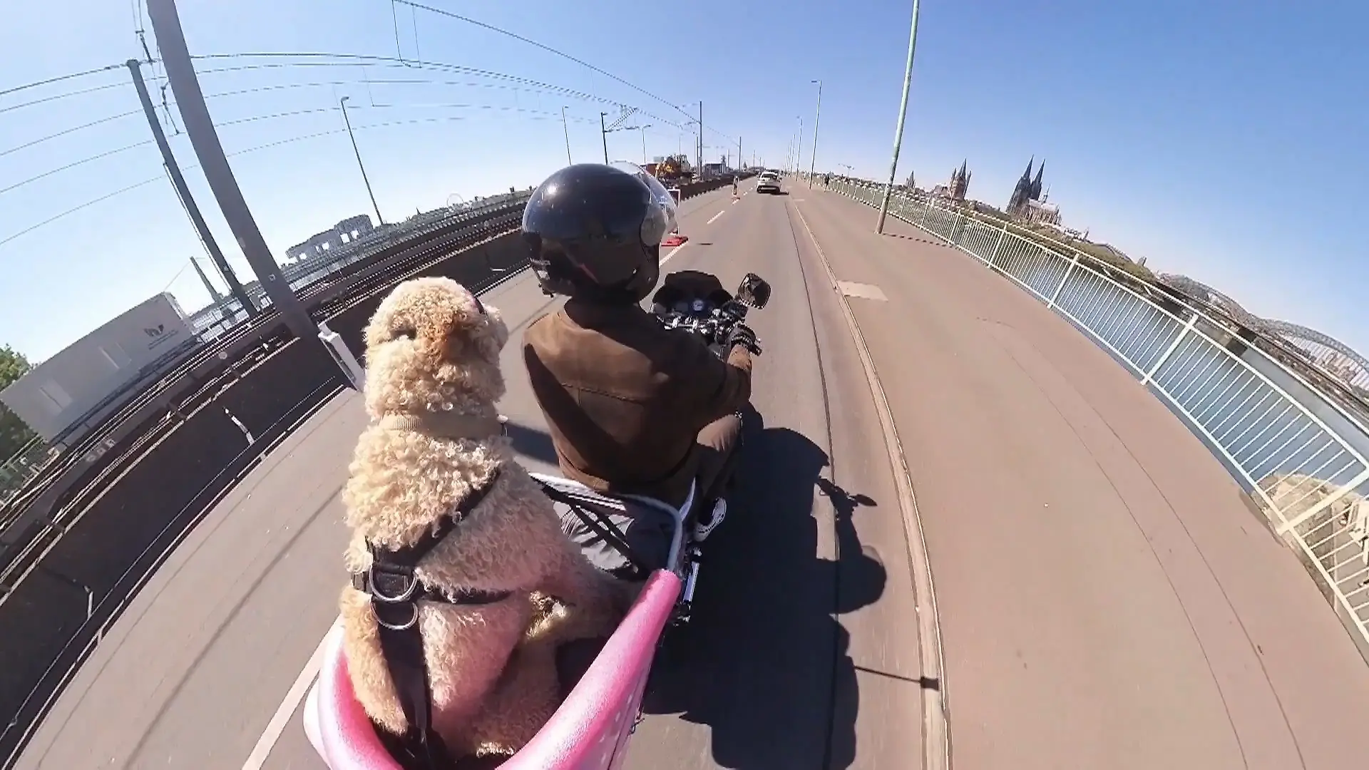 Dieser Motorrad-Hund sorgt in Köln für Aufsehen Auf vier Pfoten und zwei Rädern