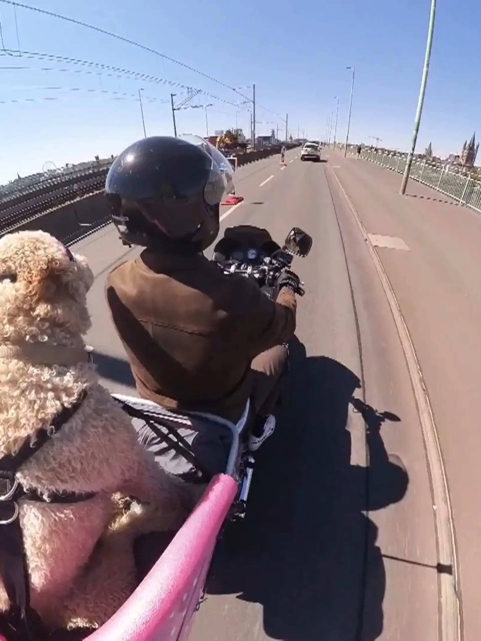 Bild zu: "Dieser Motorrad-Hund sorgt in Köln für Aufsehen"