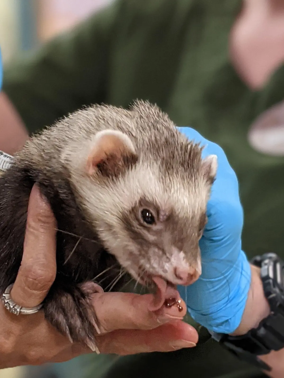 dpatopbilder - HANDOUT - 02.07.2021, USA, Oakland: Mitarbeiter des Zoos von Oakland in Kalifornien verabreichen einem Frettchen eine Dosis Impfstoff gegen Corona während das an einer lecken Paste lutscht. Der Zoo hat damit begonnen, Tiere wie Tiger, Bären, Pumas und Frettchen gegen Covid-19 zu impfen. Nach Mitteilung des Zoos soll der experimentelle Impfstoff des US-Herstellers Zoetis als nächstes Affen, Fruchtfledermäusen und Schweinen verabreicht werden. (Wiederholung mit verändertem Bildausschnitt) Foto: Isabella Linares/Zoo Oakland/dpa +++ dpa-Bildfunk +++