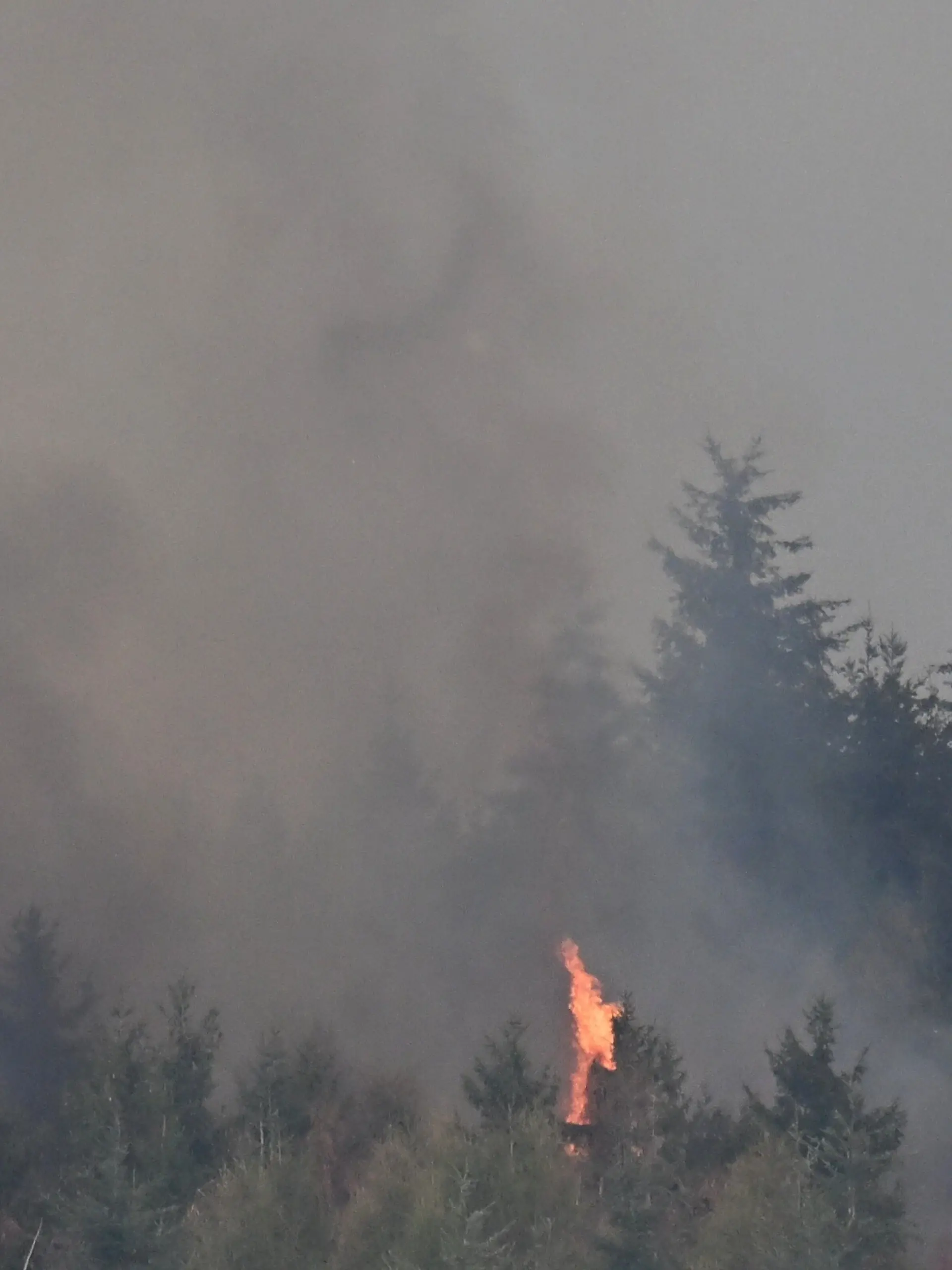Bild zu: "Waldbrand kommt immer näher! 1.800 Menschen in Eifel evakuiert"