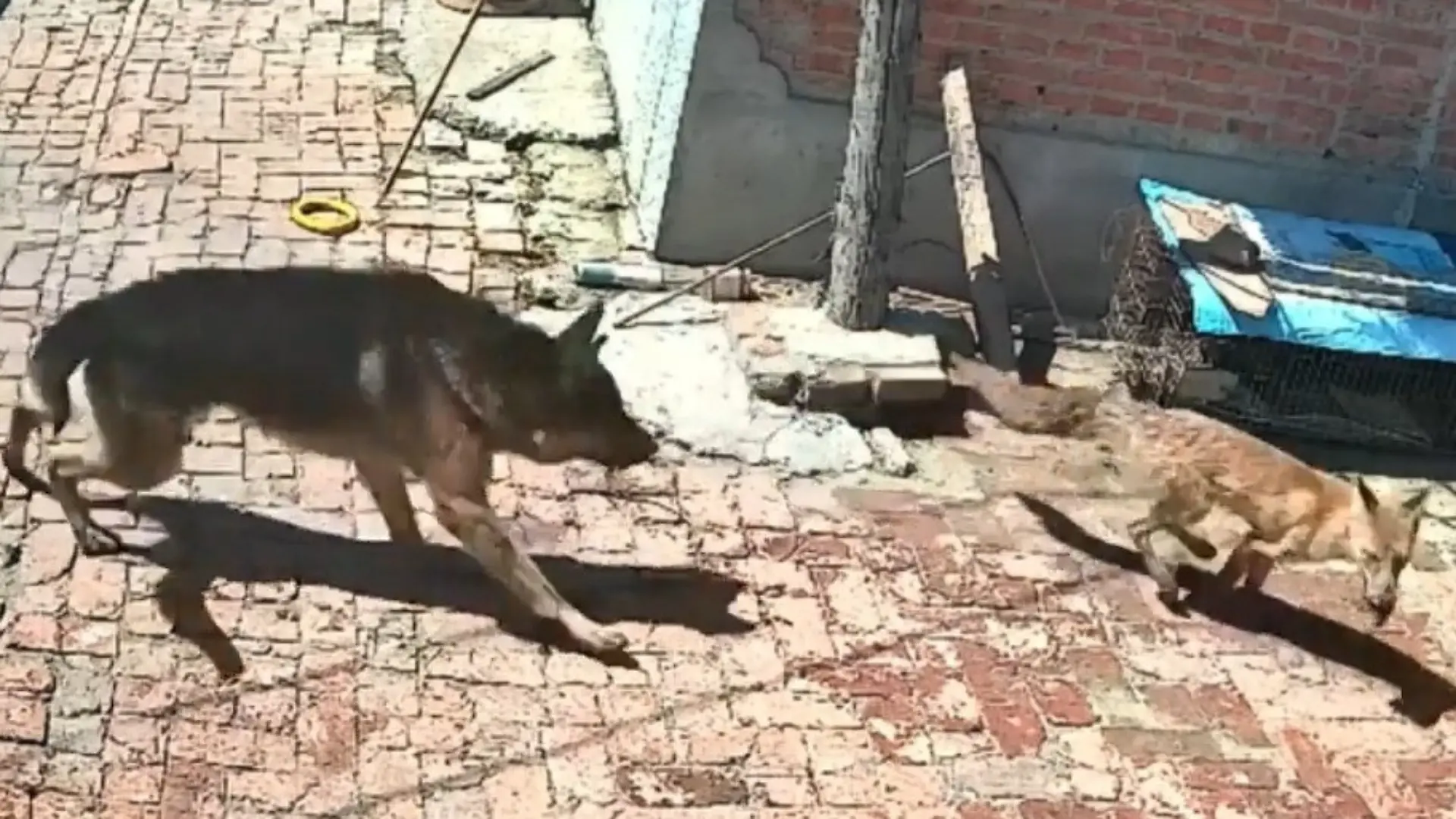 Fuchs im Blutrausch! Raubtier reißt Huhn – dann greift Schäferhund ein Und plötzlich fliegen die Federn