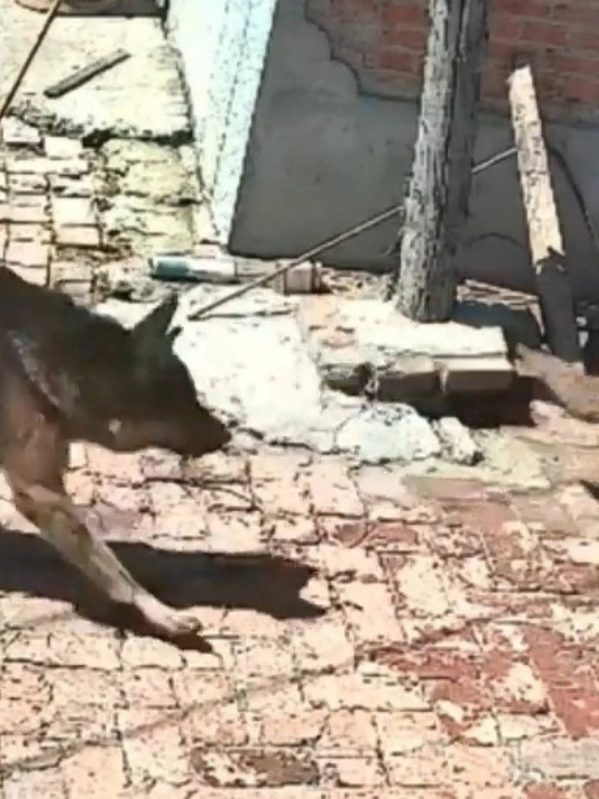 Bild zu: "Fuchs im Blutrausch! Raubtier reißt Huhn – dann greift Schäferhund ein"