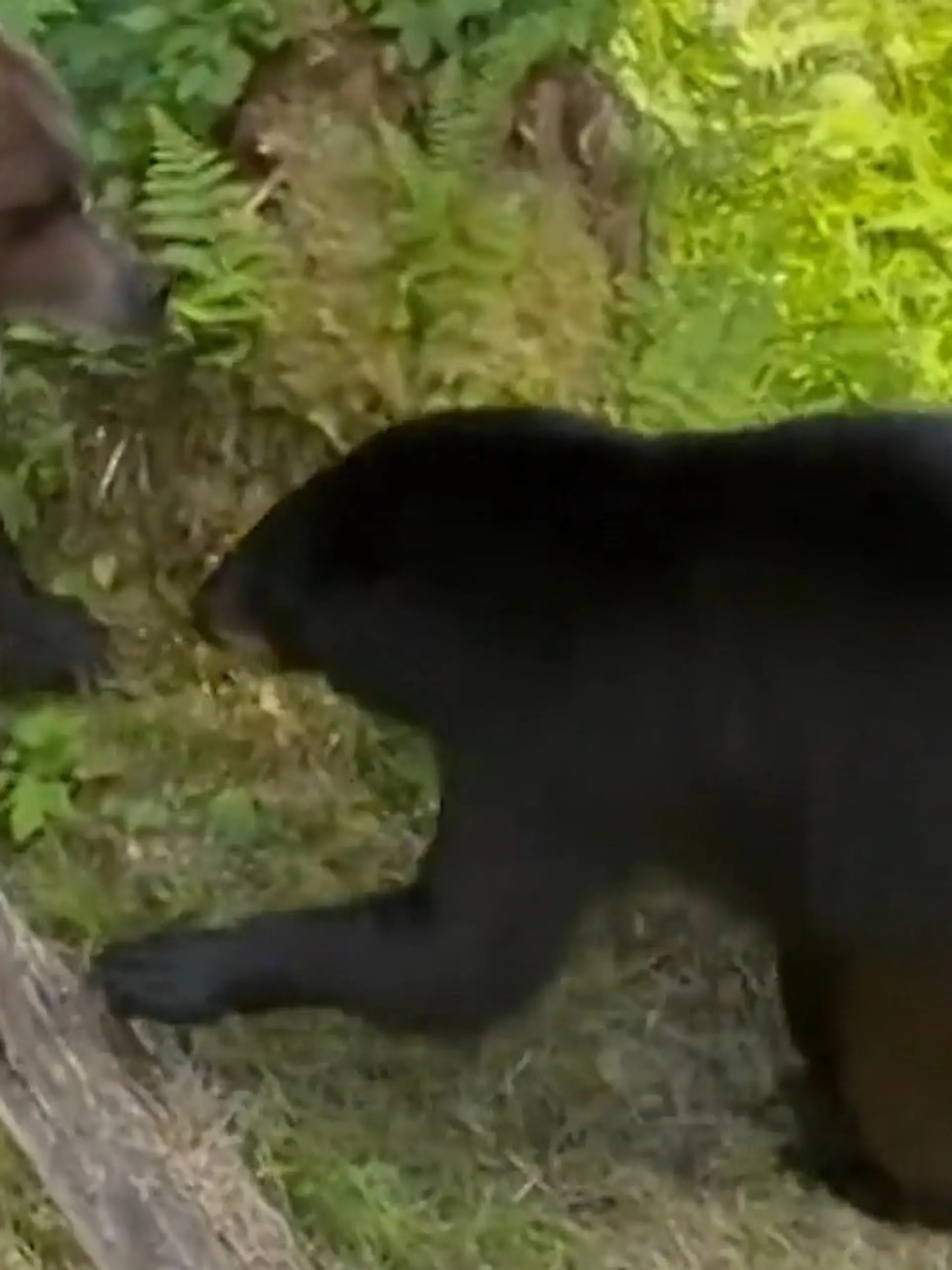 Bild zu: "Braunbär macht Jagd auf Drillinge – dann schreitet Mama ein!"